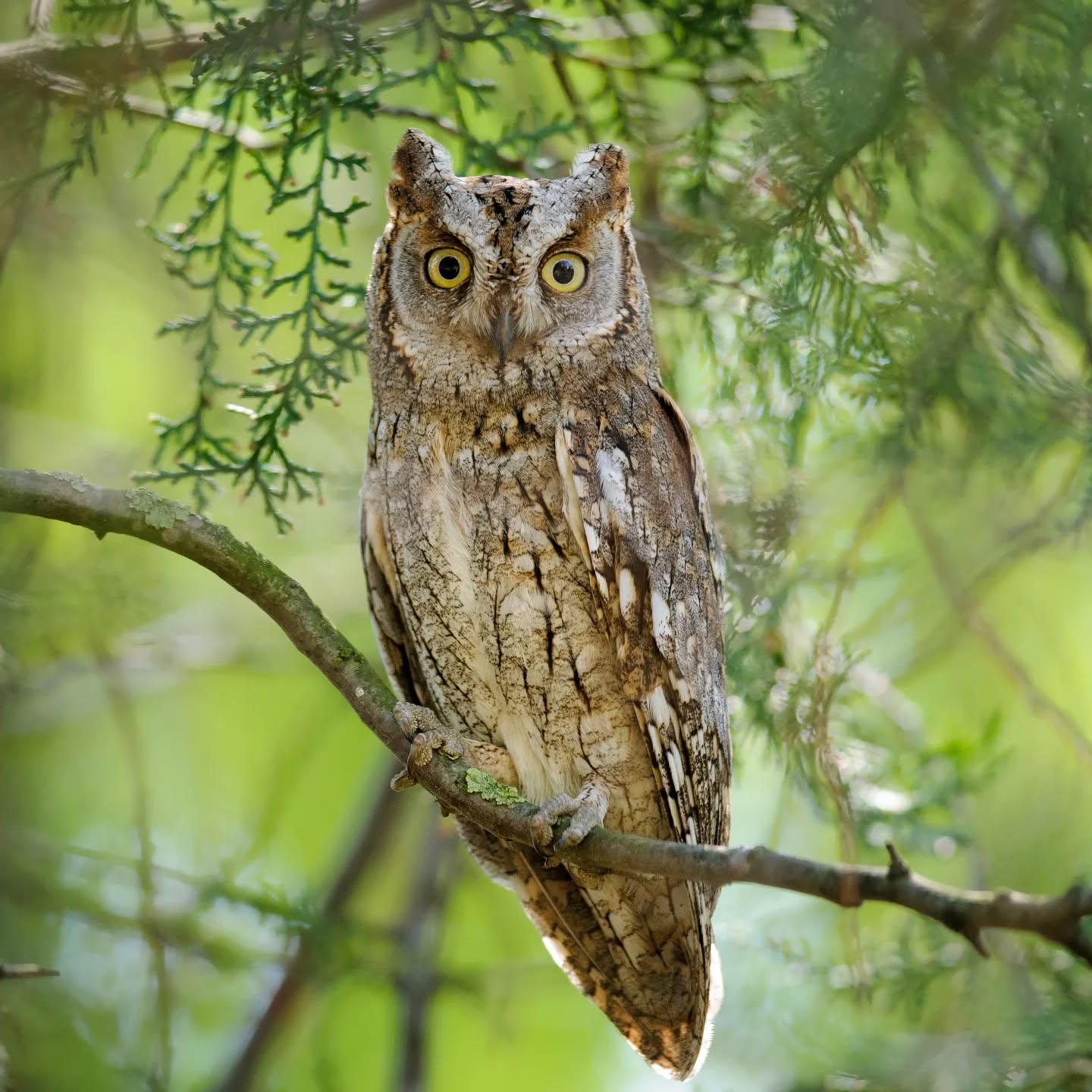 Des nichoirs pour le Petit-duc scops (Otus scops)
Aujourd'hui, deux collaborateurs de l'antenne régionale valaisanne de la Station ornithologique suisse (Vogelwarte) ont installé deux nichoirs au cœur du domaine, en lisière du bandeau boisé délimitant les fiefs renaturés de l'Ire aux cerfs et de la Ceyve d'envers.
Le Petit-duc scops est une espèce de hibou thermophile et rare que l'on trouve principalement dans le sud du pays, notamment en Valais et au Tessin.
Grâce à son plumage couleur écorce, le Petit-duc scops est parfaitement camouflé en journée. Se nourrissant principalement de sauterelles, de coléoptères et de papillons de nuit, il est le seul rapace nocturne migrateur au long cours, qui passe l’hiver en région sahélienne. (Source : Vogelwarte ).
Avec le précieux soutien de l'antenne régionale valaisanne de la Vogelwarte, notre Fondation se réjouit de pouvoir suivre l'évolution et l'installation durable de ce petit rapace nocturne sur les terres revitalisées de notre réserve de Sah, Rouy, Plainpalet et Arbon à Conthey.
Plus d'informations :
www.pronovavallis.ch
https://www.vogelwarte.ch/fr/les-oiseaux-de-suisse/petit-duc-scops/