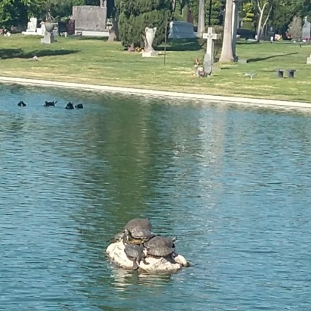 Turtles living in the Lake at Hollywood Forever Cemetery. 🐢🐢🐢💖