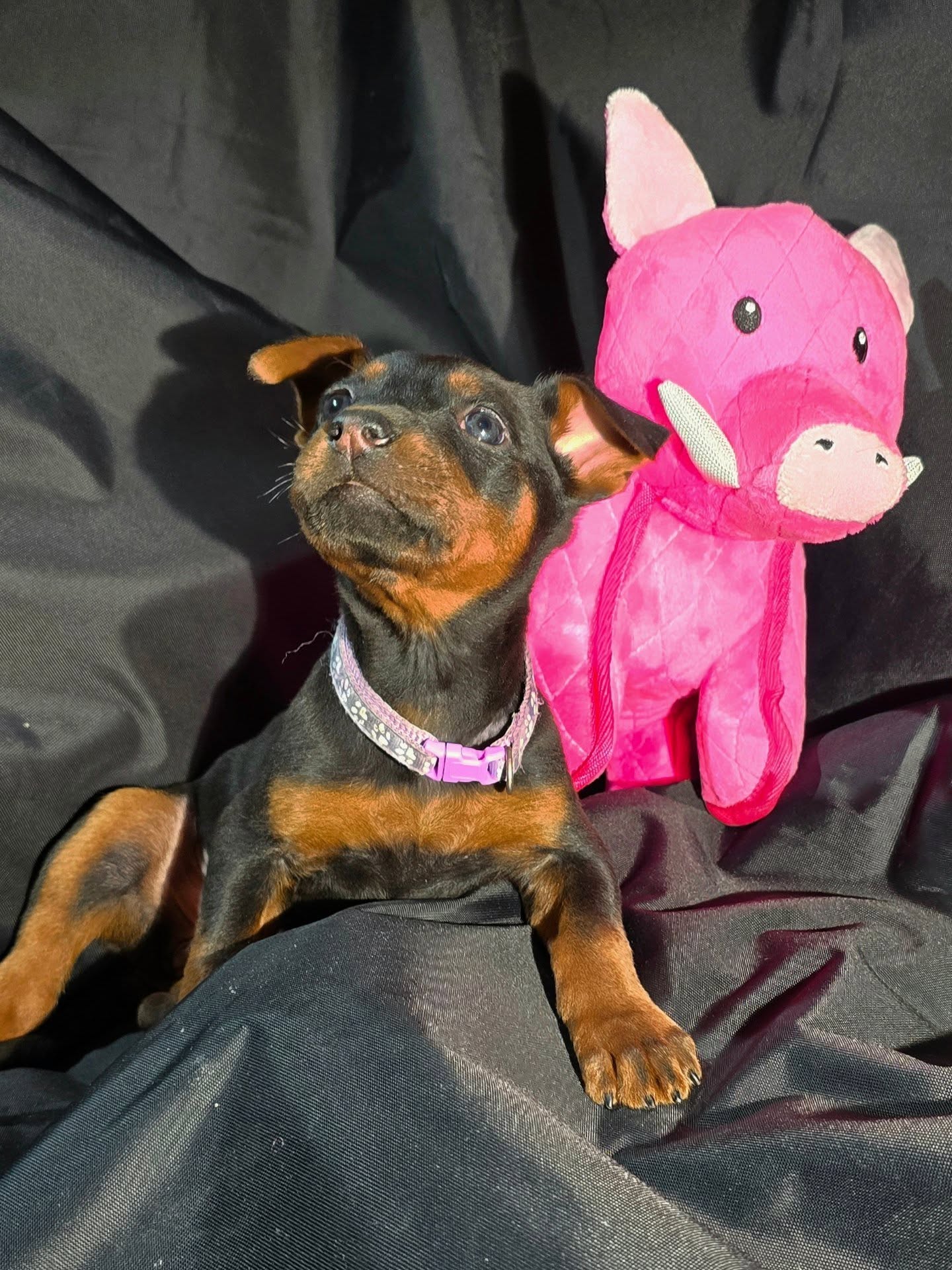 New Years EVE Girls
5 wks (posted late)
Miss Lilac
Miss Sky
Miss Pink
Miss Red
Miss Purple
Miss Yellow
Miss Rose
-
Laizhou hong chinese red dog
-
Nothing for sale, DM to inquire about the breed!
-
dutch shepherd sighthound #rarebreed #protectiondog #chinesereddog beauceron schutzhund protection dog psa german shepherd guard dog trainer preservation chinese red dog #dobie #laizhouhong