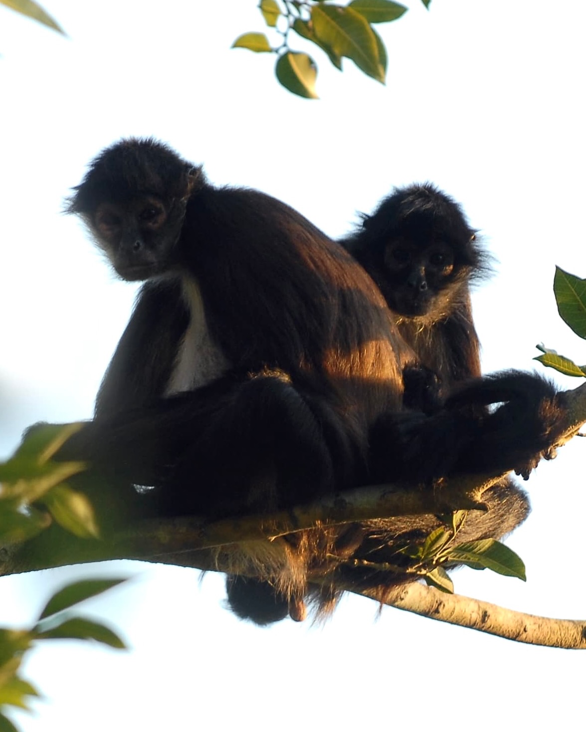 Wild monkeys in the Yucatán are a whole vibe 🐒🌿
Hearing howler monkeys before you see them, watching spider monkeys jump between trees like it’s nothing, and realizing you’re just a guest in their jungle home… pure magic.
No cages, no shows — just wildlife living free in the Yucatán jungle.
Nature here really shows off 💚
#yucatan #monkeysanctury #ecotourisme