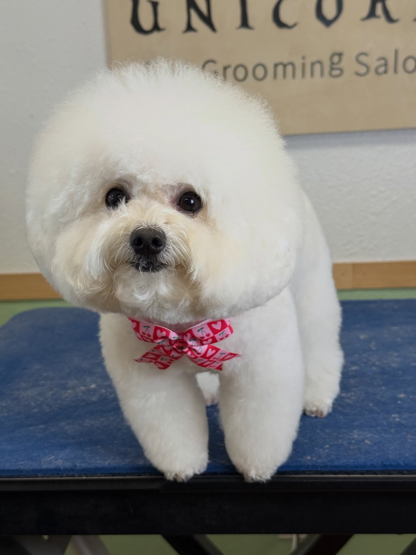 Professional grooming. Exceptional care. Unforgettable results. 💎
Our experienced team combines skill and precision to make your pet shine.
📍 18582 Beach Blvd STE 8C, Huntington Beach, CA 92648
📞 949-508-9155
🐶 Give your pet the ultimate grooming experience—appointments filling fast!
🔗 Tap the link in our bio to book now!
💻 https://www.unicornpetsalon.com/meetus
