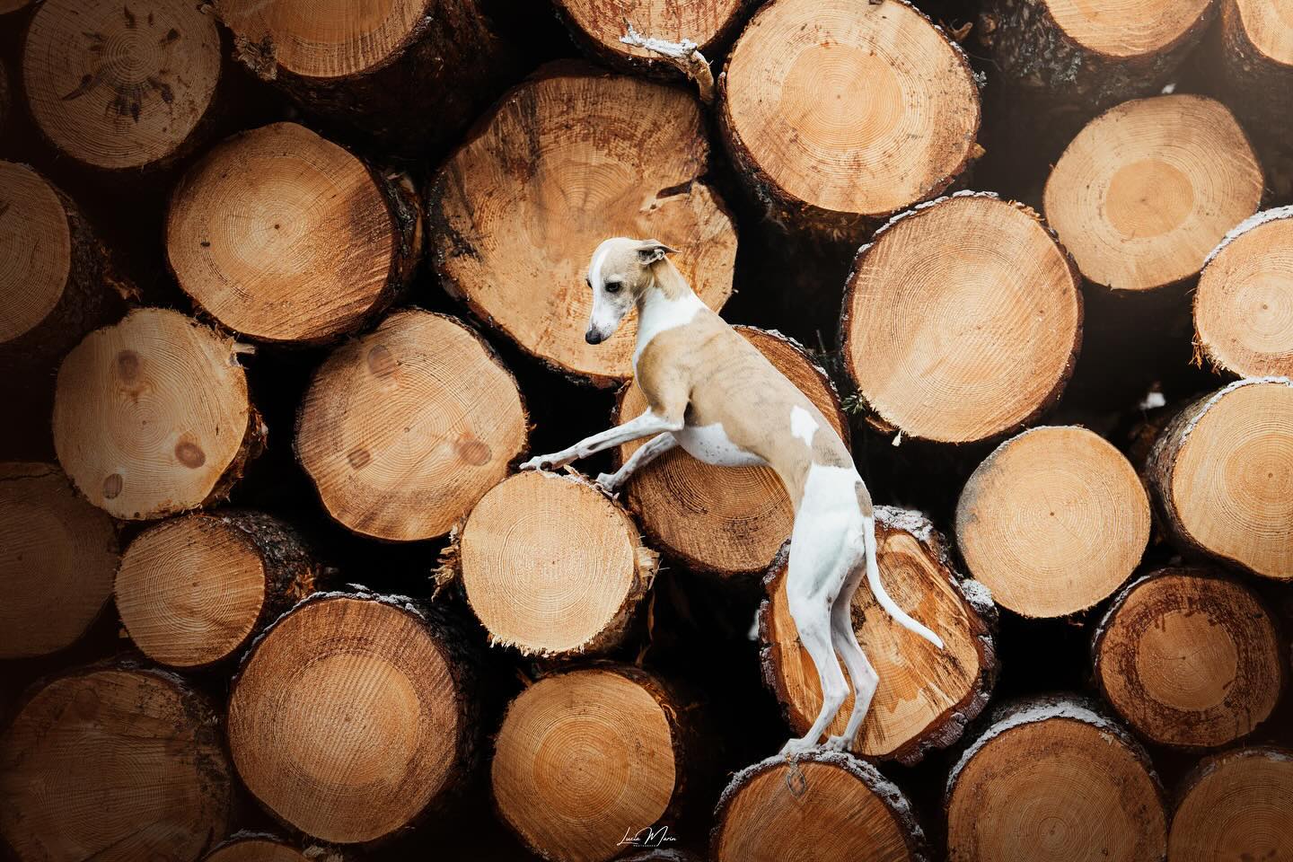 “Log Chess”🪵♟️
Sé que es muy probable que esta foto no la vea ni Peter por la hora a la que la subo pero la verdad es que nunca encuentro el momento ni tengo tiempo para ello así que acabo no publicando nunca😆
Os dejo esta foto de Suri (que ya le tocaba salir por aquí) en unos troncos estas vacaciones❄️
#perrosdeespaña #dogphotographeroftheyear #dogphotography #dogphotographer #fotografiacanina #fotografodeperros #sonyespaña #sonyalpha #sonya7rv #fotografocanino #perrosbarcelona #artisticdogphotography