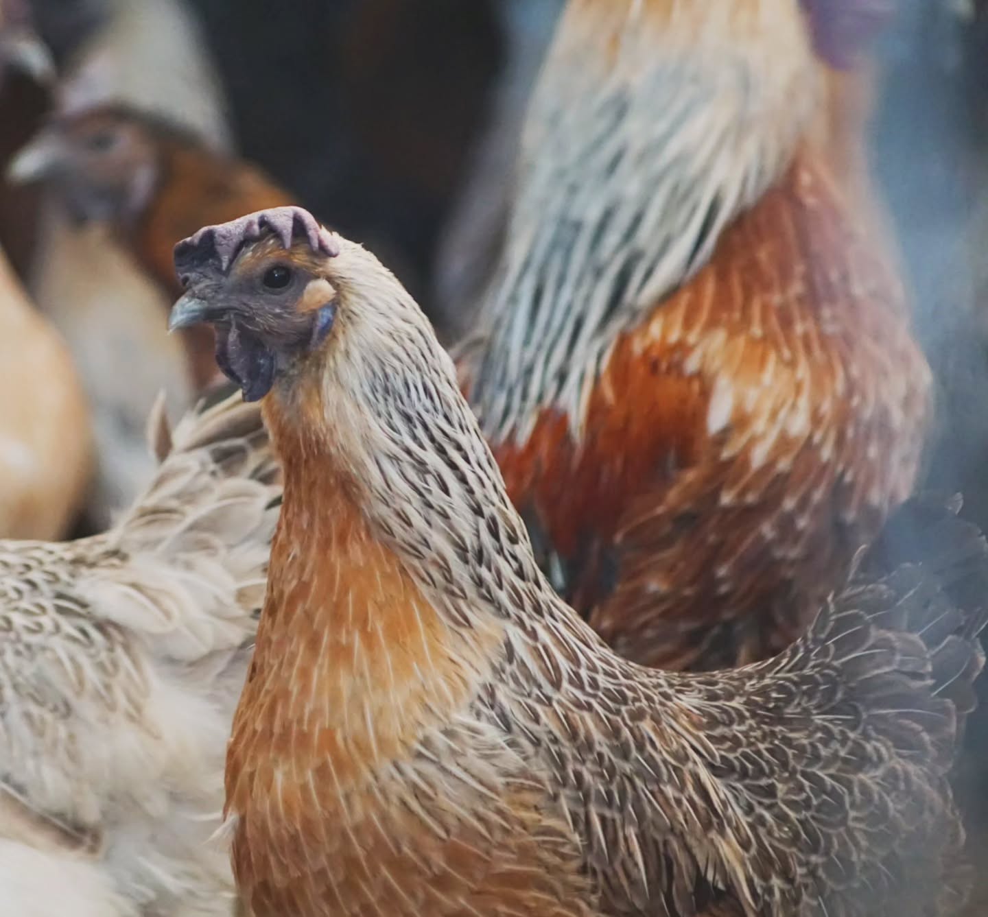 Dongxiang Lukedanji – hanffarben.
Die Eier dieser seltenen Rasse sind echte Powerpakete 💪
Die Eier dieser seltenen Rasse sind bekannt für ihren hohen Selengehalt, viele essenzielle Aminosäuren und eine insgesamt hohe Nährstoffdichte.
✨ Das bringt deinem Körper Vorteile:
• Selen unterstützt Immunsystem & Zellschutz
• Aminosäuren fördern Regeneration & Energie
• natürlich, ursprünglich & voller Geschmack
Eine alte Rasse mit echten inneren Werten 🌿
_____________________________________________
𝗩𝗲𝗿𝗳ü𝗴𝗯𝗮𝗿: Bruteier 🐣, Küken 🐥, Junghennen 🐓
𝗙𝗮𝗿𝗯𝘀𝗰𝗵𝗹ä𝗴𝗲: schwarz, weiß, silber, hampf
𝗵𝘁𝘁𝗽𝘀://𝘄𝘄𝘄.𝗯𝗿𝗼𝗵𝗼𝗹𝗺𝗲𝗿-𝘇𝘂𝗰𝗵𝘁.𝗰𝗼𝗺/dongxianglukedanji
Instagram & TikTok @huehnerwelt_rauch
Facebook @rauchs_huehnerwelt
_____________________________________________
Liebe Grüße
Euer Gabriel von Rauchs Hühnerwelt
#DongxiangLukedanji #GesundeEier #RareBreeds #SuperfoodVomHuhn