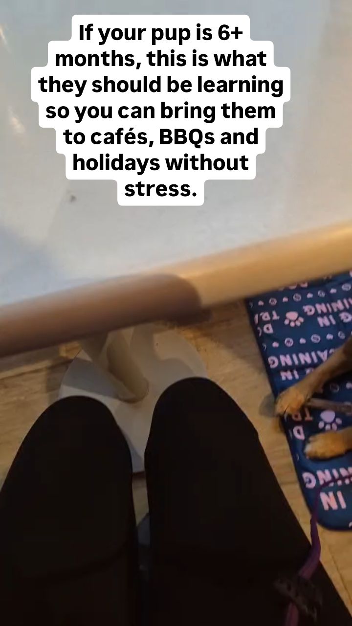 Dogs are such an import part of our lives! When we first bring that puppy home, we envision a life where they come everywhere with us... but to do that they need to be taught how.
Before 6 months it's charging a marker word, exposure to new environments (even before 2nd jab safely), getting them around stable dogs, and name recognisition and recall,routines and toilet training.
We build that bond and motovation then from 6months we start the obedience. Settling , loose lead walking(heeling).
If your unsure and need help, drop me a DM! Raising a puppy is not easy but im here to help.
#dogtrainingwiltshire #puppytraining #settletraining