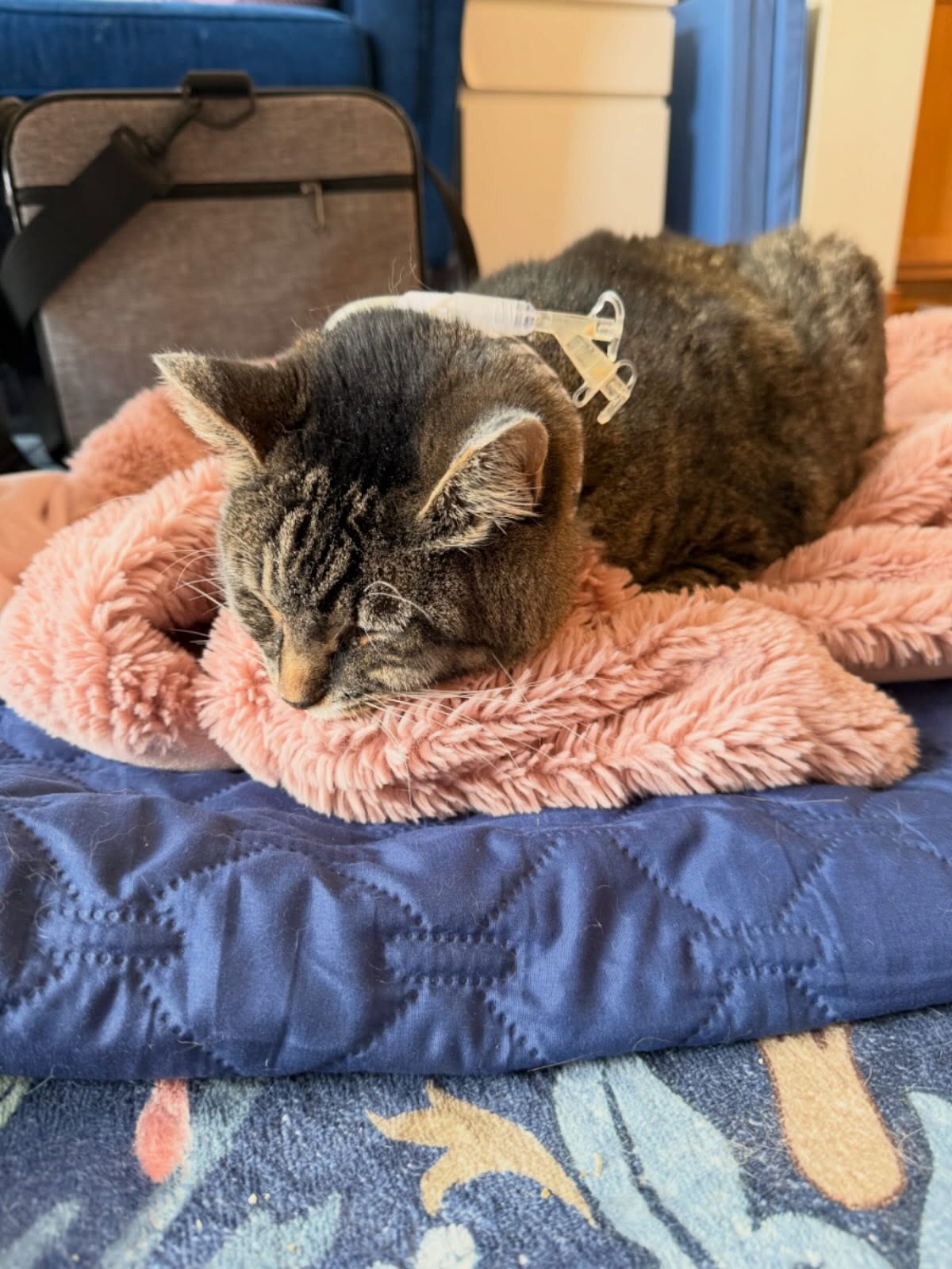 A Valentine’s miracle… My baby is back home. She’s exhausted (as you can see) and has an intense medication regimen, but she’s on the mend. Please hope and pray with me that she stays that way.