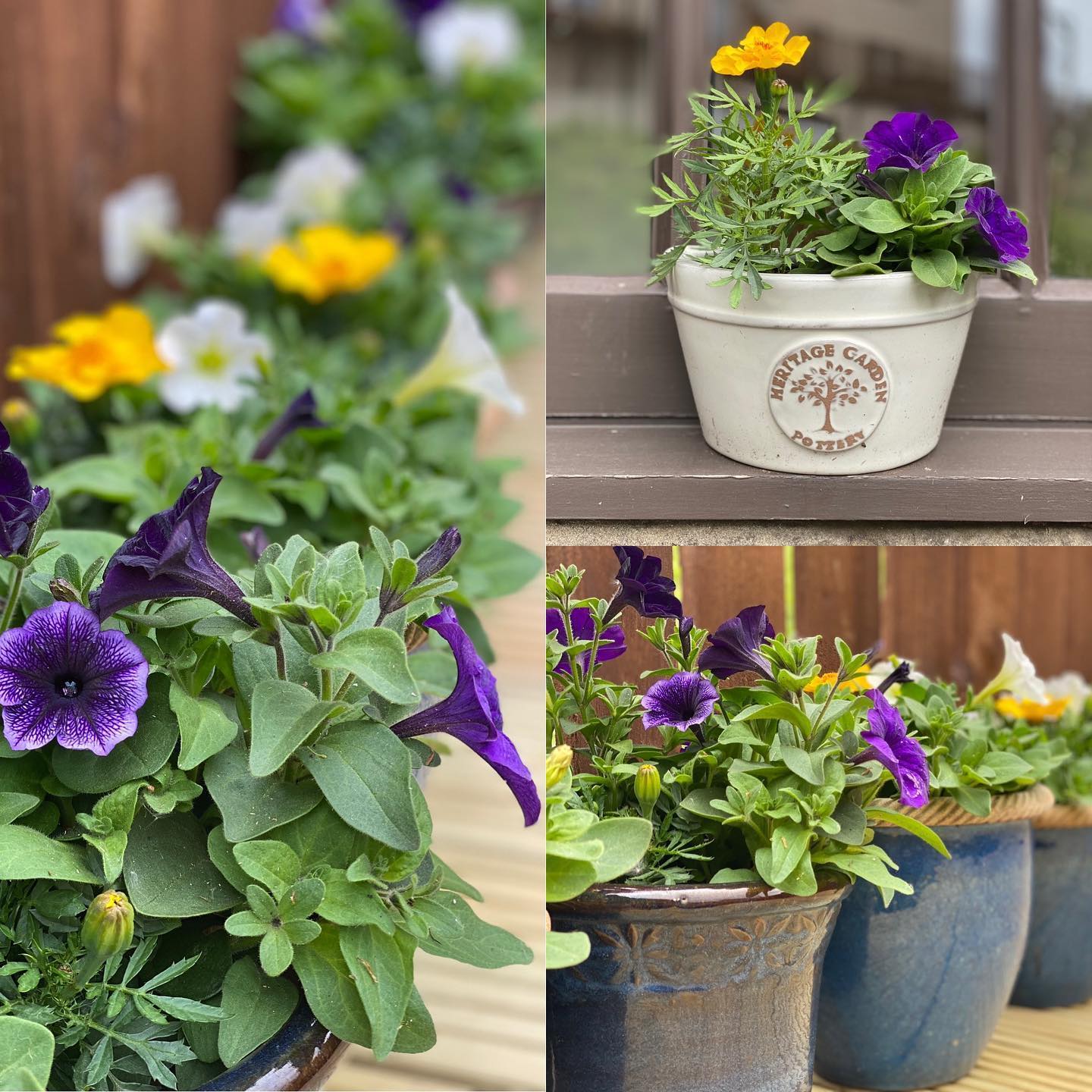 Never thought of myself as having green fingers, and yet here we are. All ready to go on the almost finished decking! #woodhavenpier #newportontay #wormit #fifeguesthouse