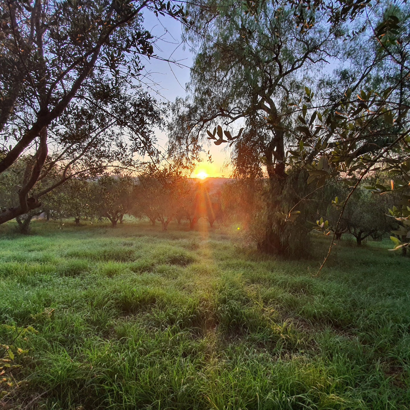 Good morning, sunshine š
.
.
.
#farmtotable #olivefarm #oliveharvest #olivetree #farmliving #farmlife #farmingĀ #oliveorchardĀ #landscapes #landscapelovers #foodie #olivefarm #evoo
#oliveoil #oliveoillovers #foodfollowers #extravirginoliveoil #shoplocal #camdenlocalproduce #organic #farmtotable #olivefarm
#gardening #gardeninglover #gardeninginaustralia
#gardeningobsession #farmliving #farmlife #farming #pepercorntrees #sunrisephotography
#mindfulliving #simplepleasures #cottagegarbyden #camdennsw