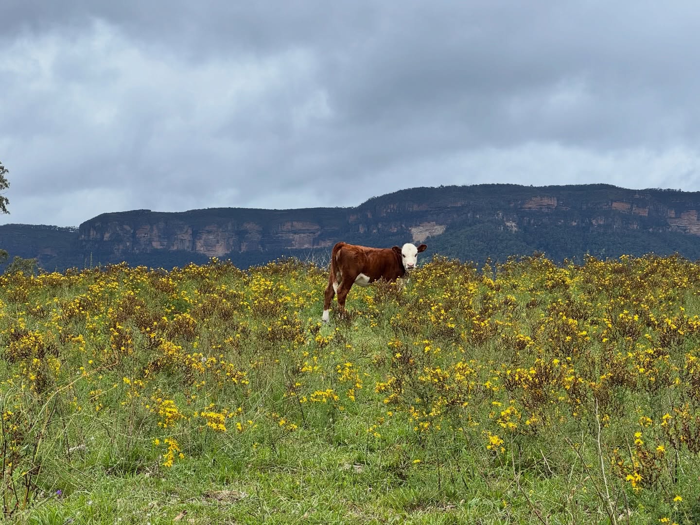 So much to see on the journey to MCE🐮🤎Our neighbours @megalongvalleystation have the sweetest little calves on the road in at the moment. #megalongcreekestate #megalongvalley #thejourneyisworthit #2hrsfromsydney #lovelocal