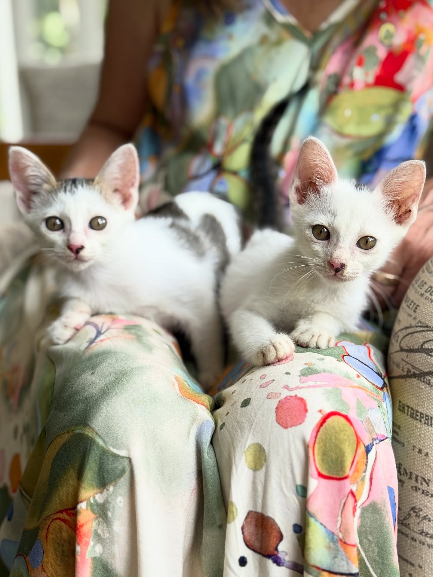 🐱 ADOPT US 🐱
Our beautiful rescued kittens are looking for their forever homes.
Only three weeks ago the siblings were discarded next to the rubbish tip of a local market. Thankfully we were at the right place to the right time to rescue them.
After medically treated at the vet clinic, they went into foster care with our dear friend Claudia where the siblings have grown into healthy, totally cuddly, affectionate, loving and very playful little kittens.
Luna (f) and Sol (m) are now around nine weeks old, have been dewormed and already received their first vaccination. The second vaccination and their sterilization will be covered through our foundation once they are old enough.
Ideally we are wishing to find them a loving forever family here in Bali together as a pair or else if separated, they are best to go into homes with other cats to keep them company. A small and secured garden is mandatory. No cage and no free roaming.
Please message us if you can open your heart and home to them. ♥️