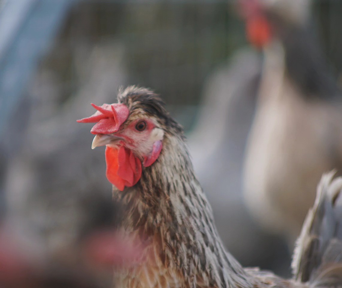 Schon mal ein Moorhuhn aus der Nähe gesehen? Mit seinem knallroten Kamm und dem markanten Blick sieht es aus, als hätte es immer was zu sagen! 😄
_____________________________________________
𝗩𝗲𝗿𝗳ü𝗴𝗯𝗮𝗿: Bruteier 🐣, Küken 🐥
𝗙𝗮𝗿𝗯𝘀𝗰𝗵𝗹ä𝗴𝗲: verschiedenste Farben
𝗵𝘁𝘁𝗽𝘀://𝘄𝘄𝘄.𝗯𝗿𝗼𝗵𝗼𝗹𝗺𝗲𝗿-𝘇𝘂𝗰𝗵𝘁.𝗰𝗼𝗺/moorhuehner-gelbleger
Instagram & TikTok @huehnerwelt_rauch
Facebook @rauchs_huehnerwelt
_____________________________________________
Liebe Grüße
Euer Gabriel von Rauchs Hühnerwelt
#poultry #chickenfarm #bruteier #hatching #chickenfarming #eggs #chickenfarm #happywachtel #blackchicken #crazychickenpeople #moorhühner #moorhuhn #spanishchicken #chickenphotography #chicken #chickenkeeping #chickenlove #animals #lovemyanimals #hühnerfutter #hühnerstall #hühner #Rauchshuehnerwelt #Hühnerfacts #KammMitCharakter #RauchsHühnerwelt #GeflügelLiebe #Landleben