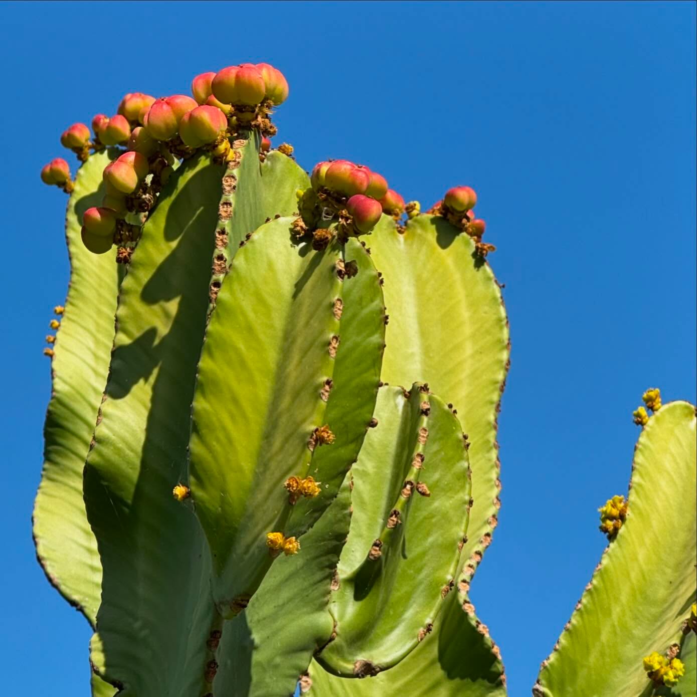 Spring has finally arrived #cactus #spring #whenincalabria #mygarden