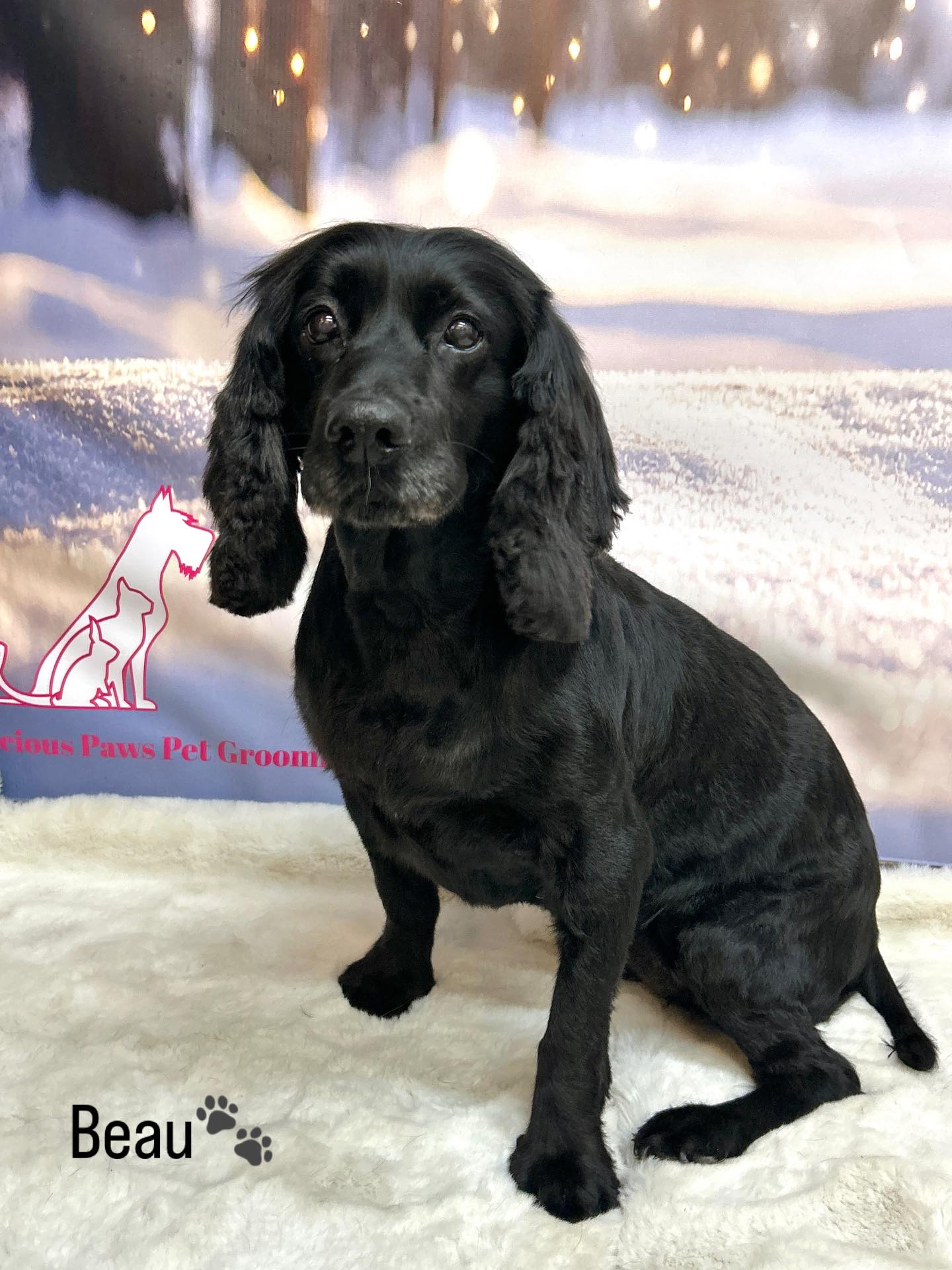 04/02/26 Beau is totally rocking his photo what a handsome boy !!🤩🥰🐾
#cute #doggrooming #cockerspanielcuties #love