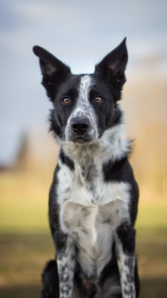 Someone learnt to sit pretty 😍🫶
Great new addition to the new routine ✅😏
Which I'm SO EXCITED about. Can't wait to share it with you. The music and everything. Still haven't put it together, currently in the "trying out sequences that might work-phase" 👌😜
#dogdancing #dogdancingfreestyle #freestyledog #bordercollie #bordercolliesofinstagram