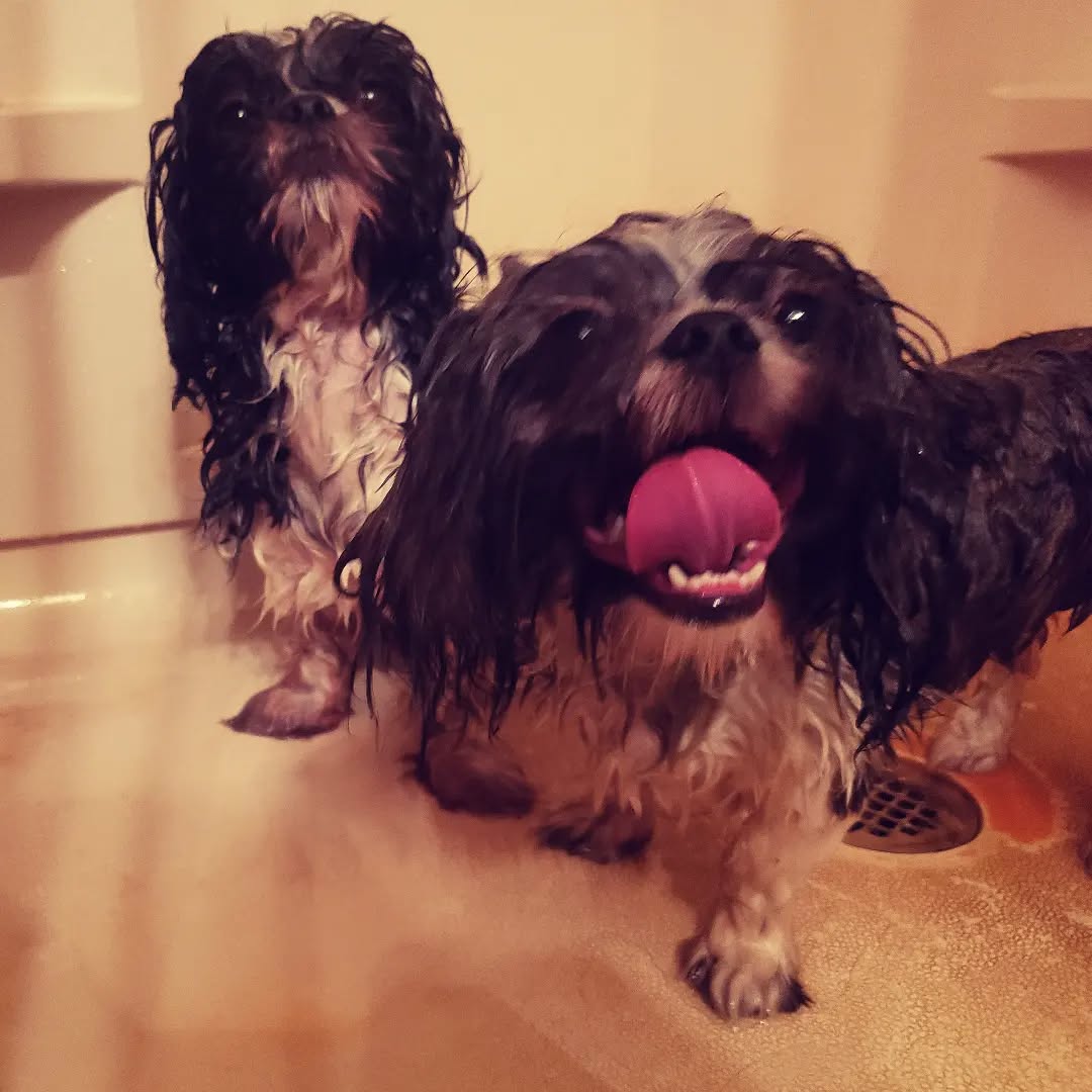 A couple of wet doggies.