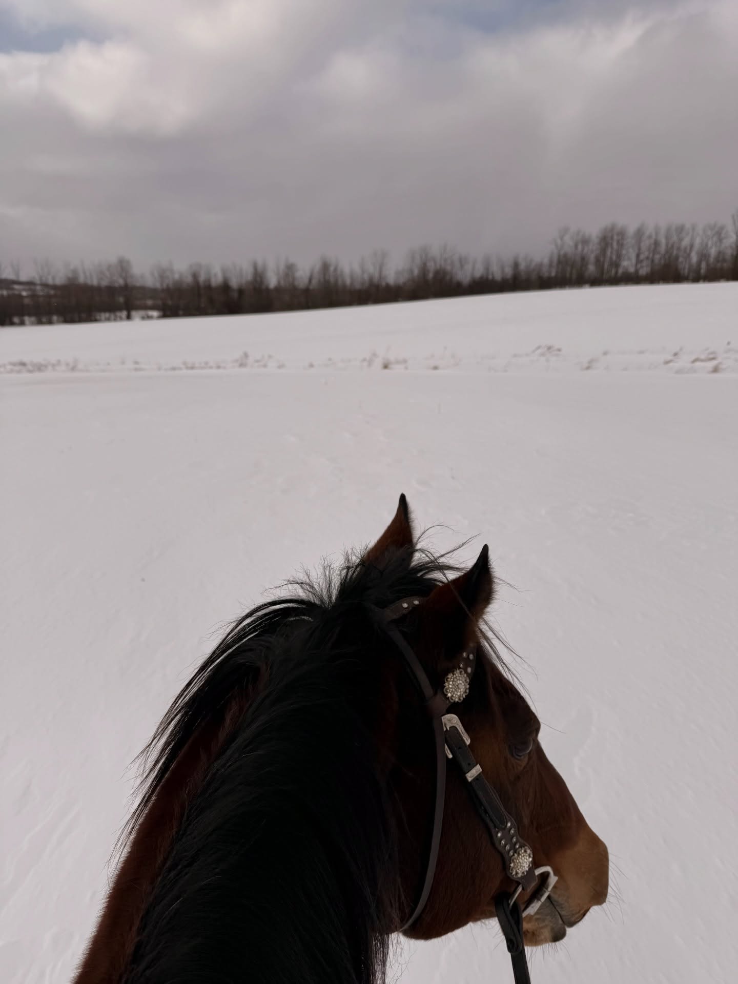 Today we said yes to winter ❄️🦄✨
#ontariowinter #happyhackers #winterriding #winterride #tufftherapeuticridingfoundation