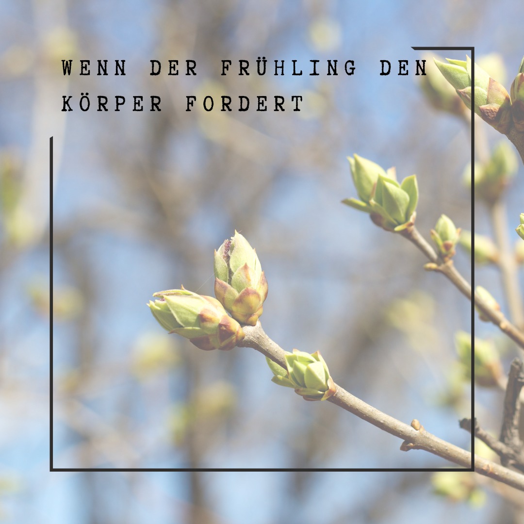 🌱 Wenn der Frühling neue Kraft weckt oder den Körper fordert
Der Frühling steht für Aufbruch, Bewegung und Neubeginn. Mehr Licht, wärmere Luft und erste Blüten laden dazu ein, wieder aktiver zu werden und frische Energie zu schöpfen.
Nicht jeder Körper erlebt diesen Übergang jedoch als mühelos. Niesanfälle, eine laufende oder verstopfte Nase, juckende Augen, Druck im Kopf oder eine unerklärliche Müdigkeit können typische Zeichen von Heuschnupfen sein.
Zusätzlich verspüren viele Menschen eine ausgeprägte Frühlingsmüdigkeit. Antriebslosigkeit, Konzentrationsschwierigkeiten, Kreislaufschwankungen oder das Gefühl, „nicht richtig in die Gänge zu kommen“, sind häufig.
Der Organismus passt sich an längere Tage, mehr Licht und Temperaturschwankungen an. Diese Umstellungsphase beeinflusst Hormone und Kreislauf und kann vorübergehend Energie kosten.
In meiner Praxis behandle ich saisonale Allergien und Erschöpfungszustände integrativ mit Akupunktur, gezielter Phytotherapie und Mykotherapie. Ergänzend fliessen Ernährungstherapie, individuelle Empfehlungen zur Lebensführung sowie begleitende Gespräche in die Behandlung ein, um die Regulation nachhaltig zu stärken und Stressfaktoren bewusst einzubeziehen.
Termine können gerne vereinbart werden.
Ich freue mich darauf, Sie zu begleiten.
#alternativmedizin #holistischegesundheut #heuschnupfen #allergie #gesundheit #ganzheitlichegesundheit #naturheilkunde #naturheilpraktiker #phytotherapie #mykotherapie #ernährungstherapie #akupunktur #tcm #chinesischemedizin #traditionellechinesischemedizin #aarau