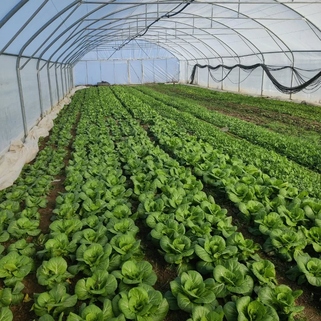 miam les radis trop bien le soleil!