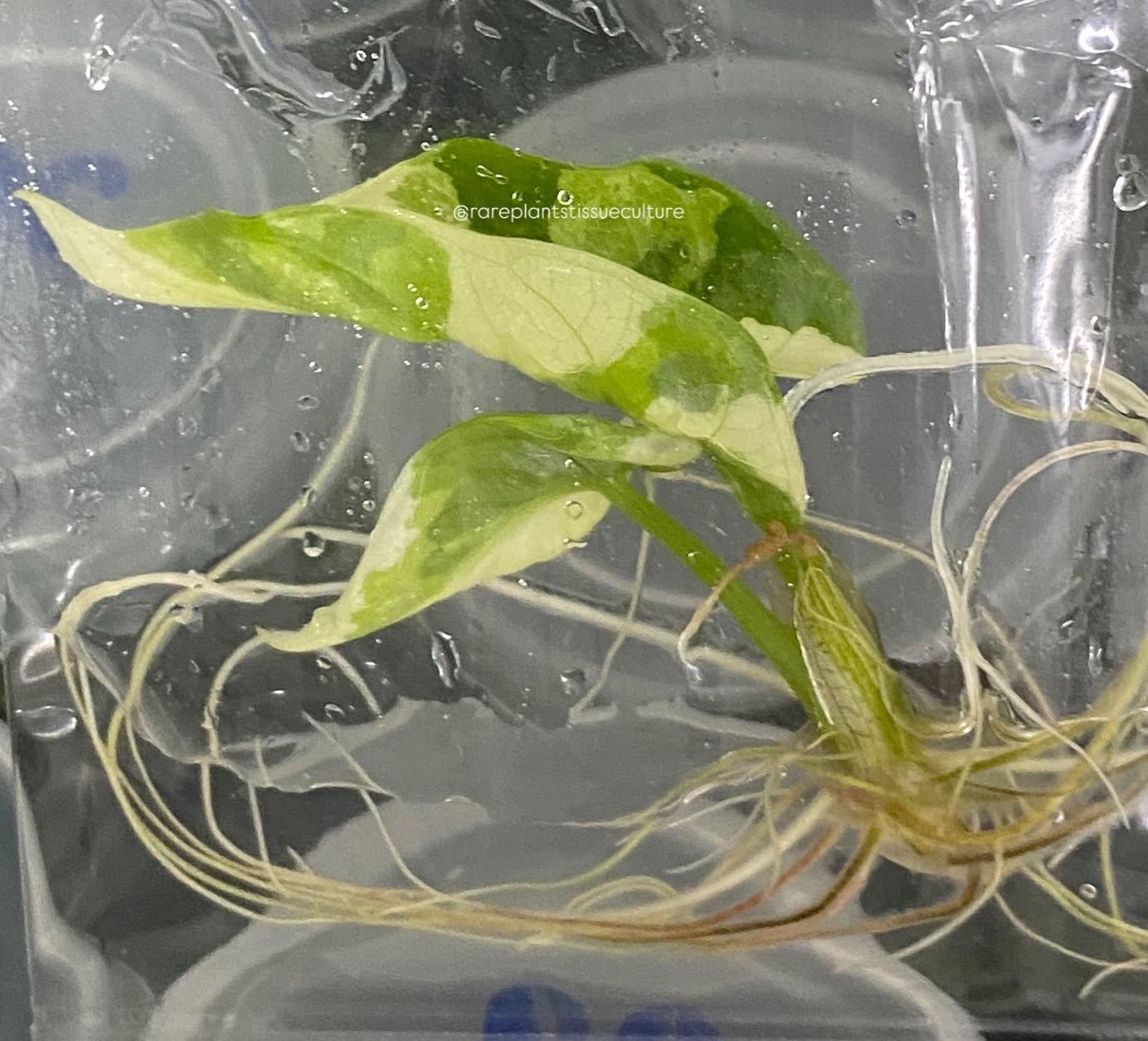 Current batch of Alocasia Reginae 🥰 very limited numbers on this rare one
#insmallbatches #alocasiareginae #rarealocasia