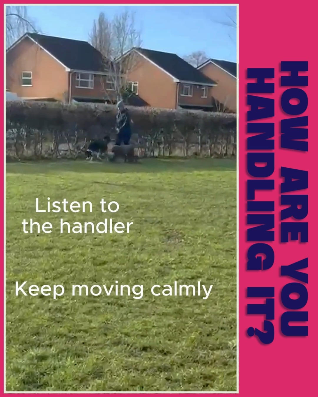 Be honest…
What’s your first reaction when you see a reactive dog ahead?
Most people tense up — and that tension travels straight down the lead.
Calm handling, smart choices, and controlled movement make all the difference.
That’s what keeps walks safe, settled, and stress-free — for everyone.
Good walks aren’t about luck.
They’re about experience 🐾