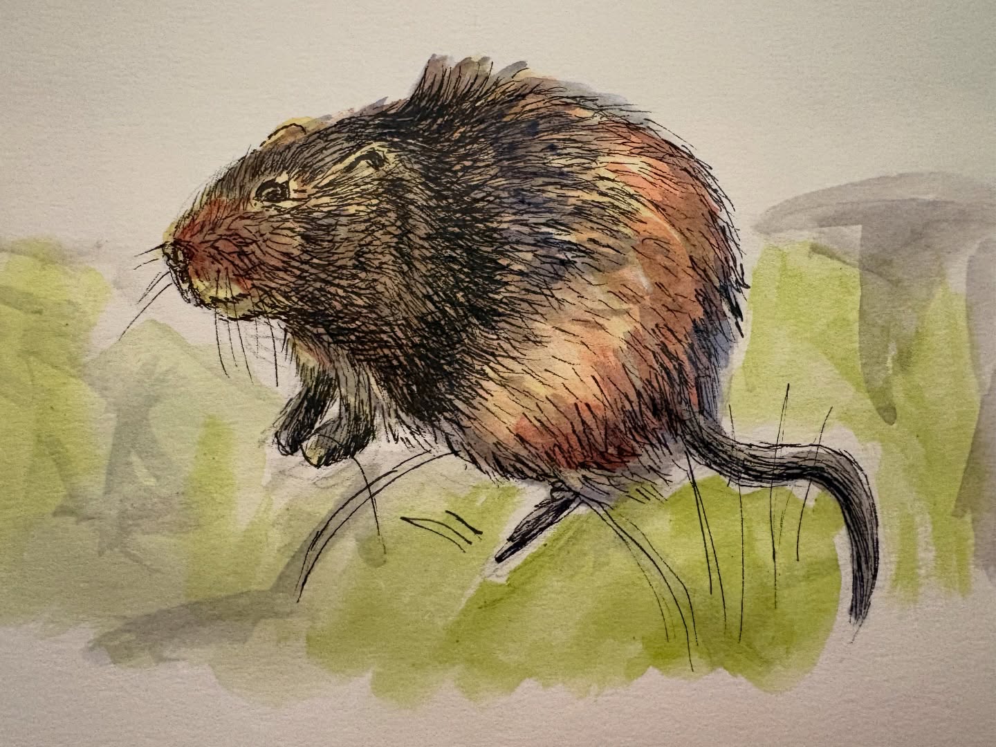 Mixed media classwork. Ink, watercolor. My biggest challenges are knowing when to stop ✋🏽 and walk away from the piece. Ink helps me realize that sooner rather than later.
.
.
.
#childrensillustration #illustration #mixedmedia