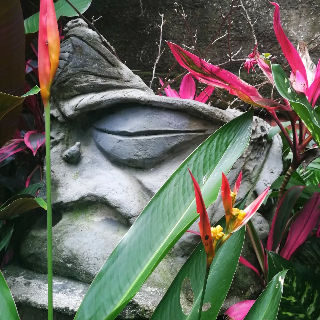 💚 In our garden 💚 En nuestro jardín 💚
#mangiferahostel #greciacostarica #travelcostarica #hostelsoftheworld #hostellife #hostelcostarica #garden #jardin #escultura #florestropicales #flores #flowers #hostel #adondeircostarica #costaricacool #traveltips #travel #quebuenlugar