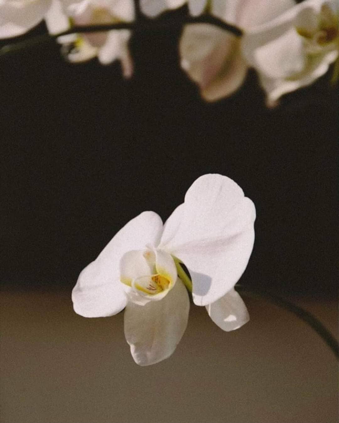 "After women, flowers are the most divine creations."
〰️Christian Dior
#mykatreg #myskin #cleanbeauty
#naturalskincare#supportsmallbusinesses
#veganbeauty #toxinfreebeauty#greenlife
#veganskincare#crueltyfree#skincare
#happyskin#katregorganics #organicbeauty #organicingredients #biocosmetics #recycle#recyclepackaging #skincareproducts#katreg