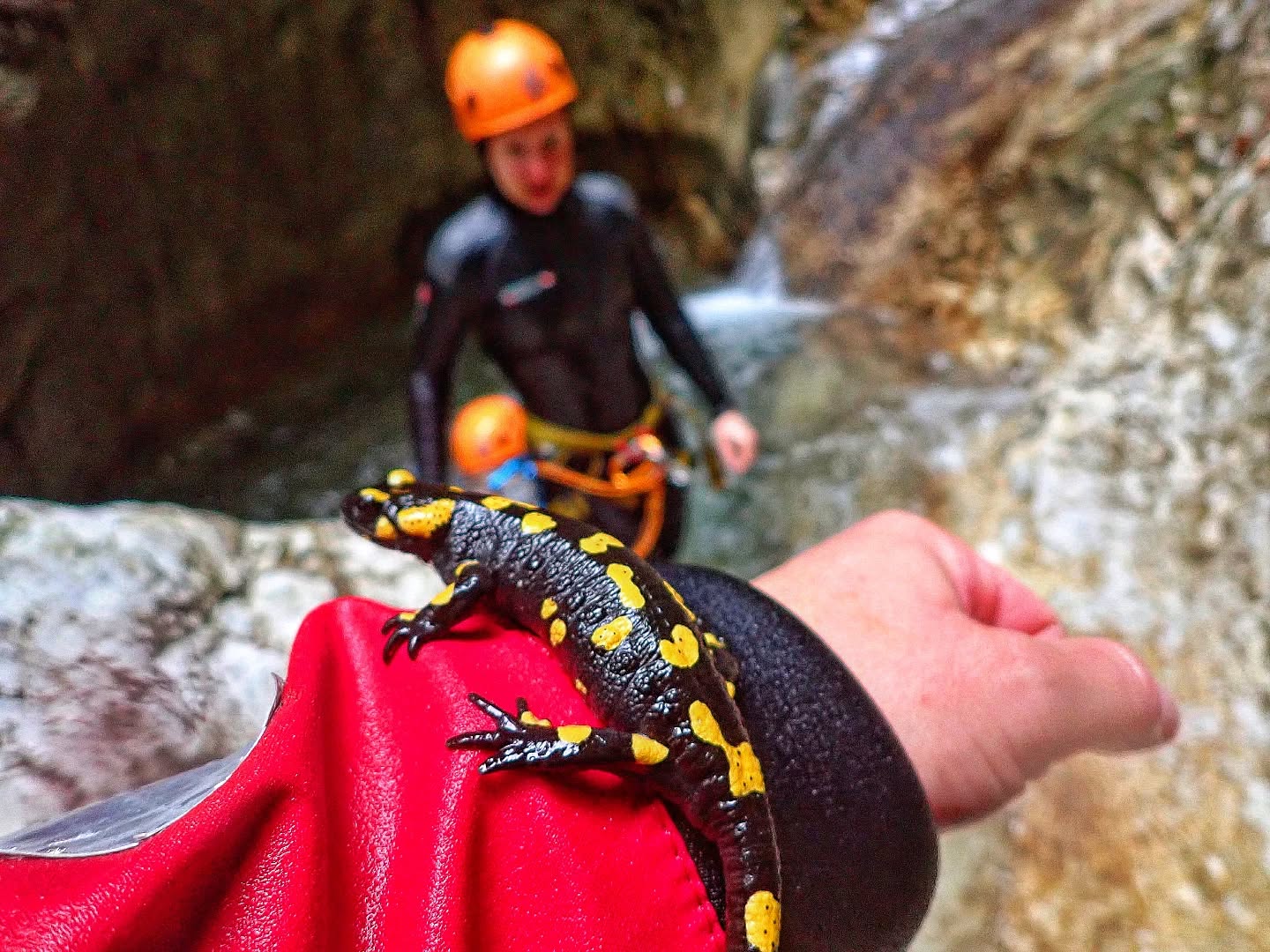 Become a part of the canyon fauna💚
.
.
#canyoningadventure
#slovenia
#adventure
