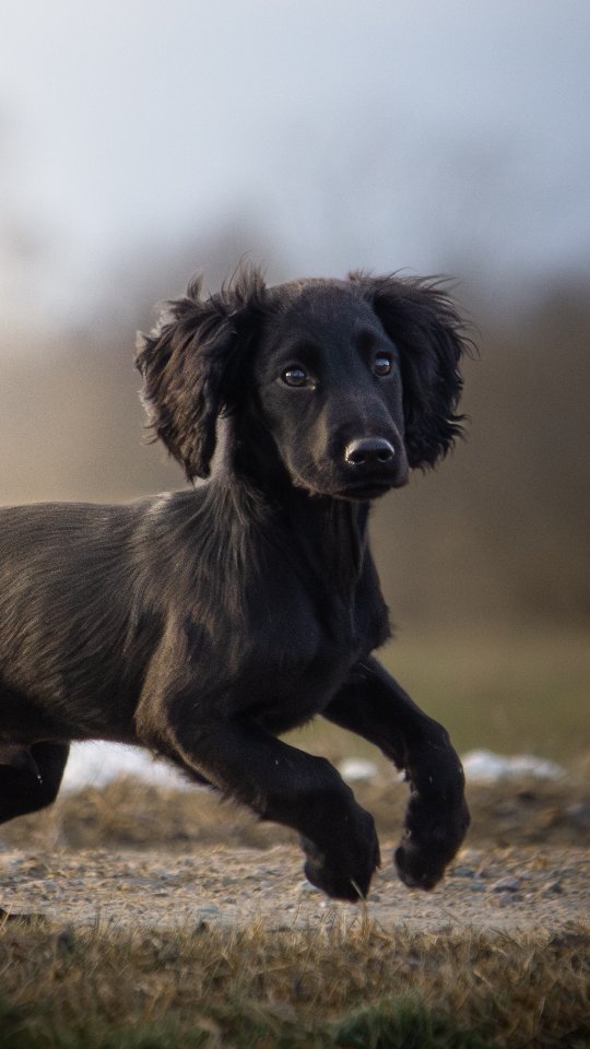 He's exactly what I needed in life right now ❤️
My little firecracker🔥
#workingcocker #wockerpuppy #wocker #puppylove #deepcanterkingofthepond