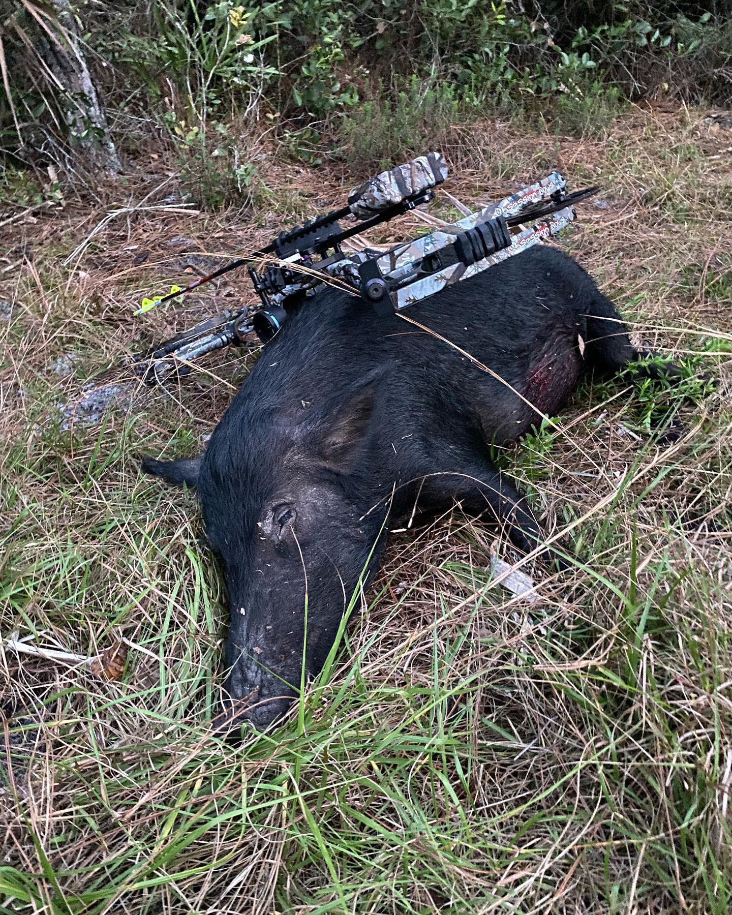 Florida hog management,, doesn’t get old !!