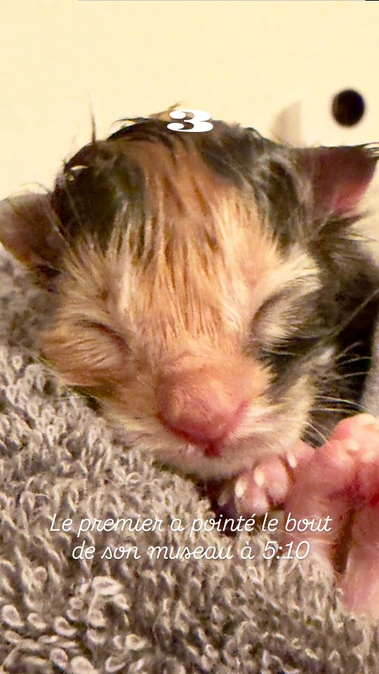 Coucou 😻
Nous sommes nés aujourd’hui 🤍
5 février 2026
🐈 7 bébés Maine Coons
Nous restons bien au chaud avec maman quelques mois, puis nous nous envolerons vers un foyer rempli d’Amour… peut-être le tien ? ☺️🤍
Carine Zimmermann
Affiliée au Cat Club Romand
Domaine de l’eau vive
1724 Bonnefontaine - Suisse 🇨🇭
+41 79 281 93 88
#elevagemainecoonsuisse #babymainecoon #kittenlove #fribourg