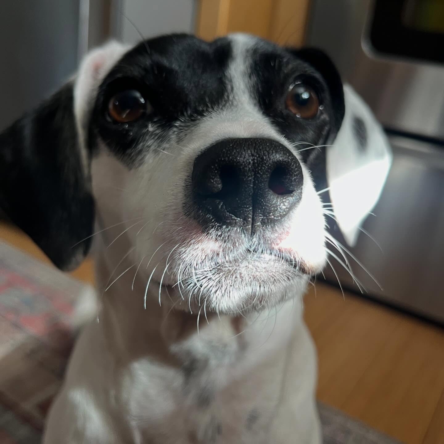 Low Rider Gang might be having a reunion party this weekend and my Roscoe is so excited that he is napping to save up his energy!
Roscoe, Mini Roscoe, & Sadie rule the house when they’re here together - no snack is safe!
We can’t wait! In the meantime we’re scrolling thru these pics in anticipation of getting the gang back together!