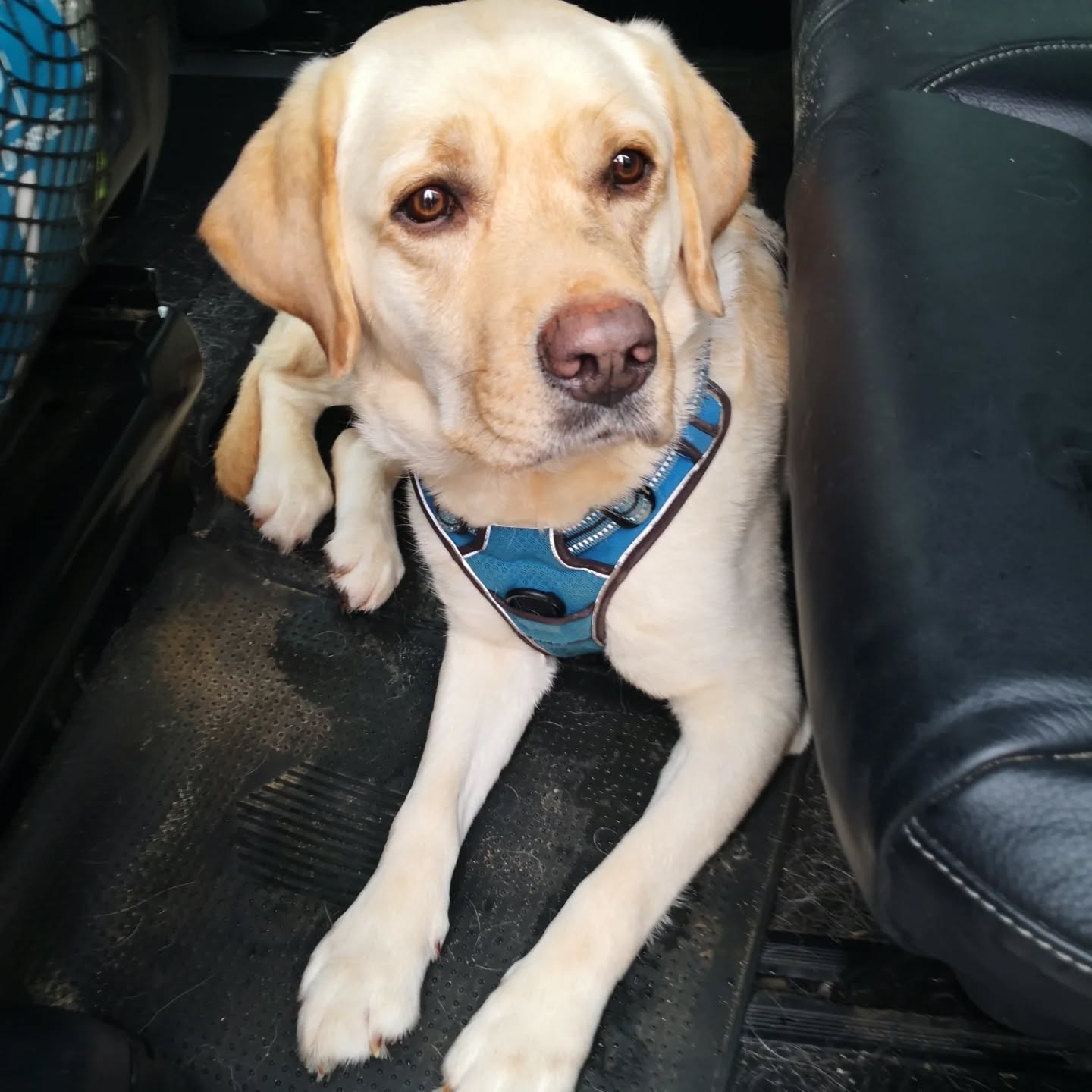 Taï Chi, chien d'assistance en formation, accès publique parfait, super positionnements dans l'espace avec le fauteuil roulant, ignorer les relous qui le sollicite 💪 on reste sur un Labrador donc on travaille le renoncement dans les rayons attractifs (lessive ok, mais saucissons c'etait plus dur d'avoir un focus... Rayons animaux c'était parfait comme la lessive 😊)
Merci @leclerc_st_nicolas pour leur accueil bienveillant.