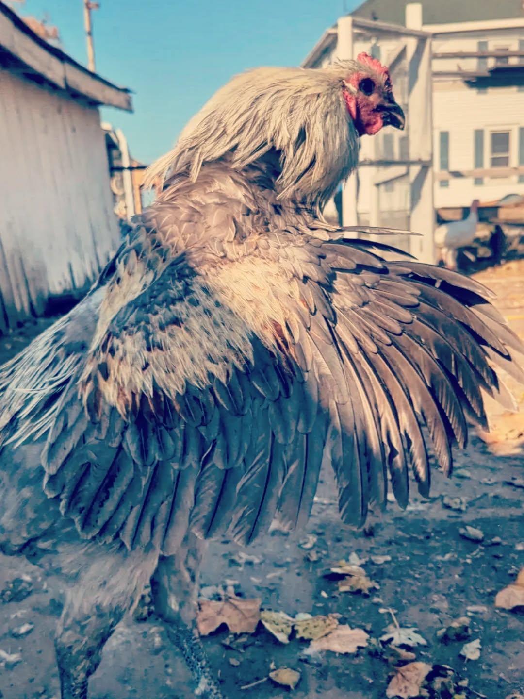The one and only, Uno. True imported Belgian heritage and it shows. Belgian Liege Fighter, '23
...
#rarepoultry #rarechickens #belgianliegefighter #belgianliege
