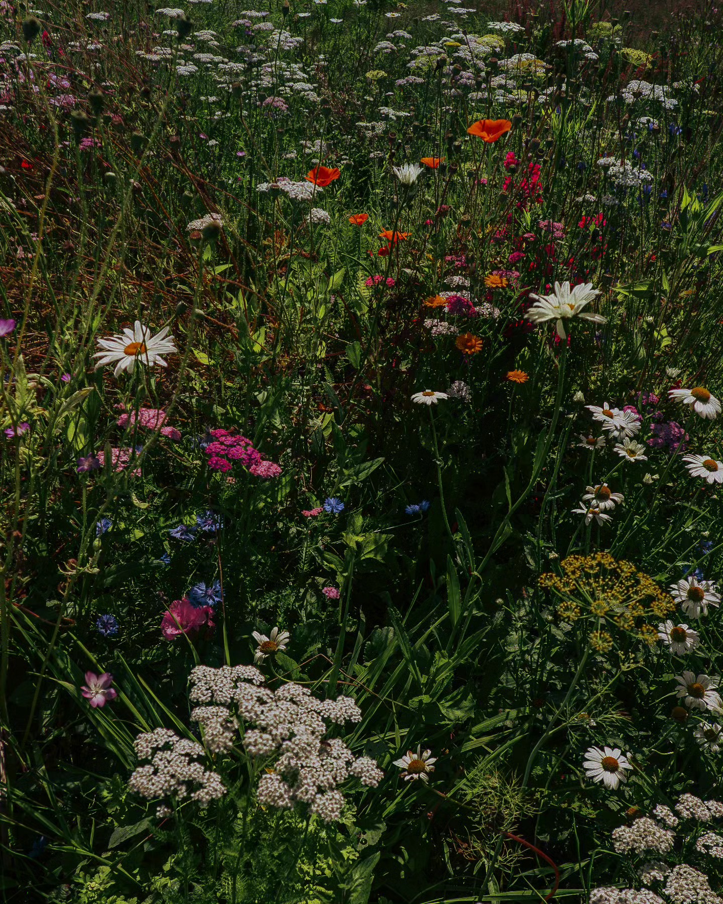 obviously, I'm obsessed with the wildflowers by my house
#naturephotographer #naturephotography #lightroomedit #lightroomclassic #mutedtones #mutedcolours #mutedlightroomedit #lightroomtutorials #naturevibe