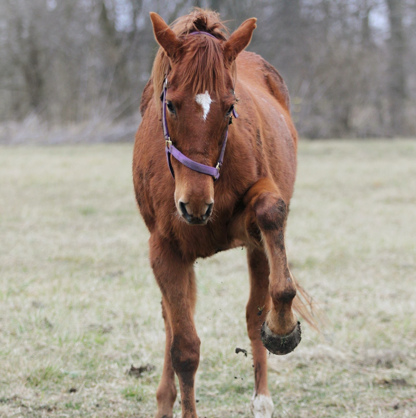 Grooming: The process by which the dirt on the horse is transferred to the groom!" 😂
🐎Grooming your horse is just one of the many daily tasks involved in owning a horse, to get them clean before you tack up to ride.
🐴By grooming your horse, you remove any patches of mud and dirt that could cause uncomfortable rubbing under the saddle.
📯It also gives you a chance to see if your horse has any soreness throughout its body that could be affected by your ride.
Do you have any tricks when grooming your horse?
Comment down below ⬇️
To buy and sell used or new saddles, head to the link in the bio ➡️
#quotes #horselovers #equestrianquote #equestrianquotes #horsequotes #horsequote #horsenation #horseinstagram
#Saddletrader #saddletraderuk #Saddleforsale #horseridinguk #horsesofinstagram #Tackforsale #saddleshop #saddlery #myhorseisthebest #adjustablesaddle #britishshowjumping #britishdressage #adayinthelifeofasaddlefitter #equestrianlife #horsesofinstagram #horses #stirrups #saddlefacts #equestrians #horseylife #horsesofinsta #horselifestyle