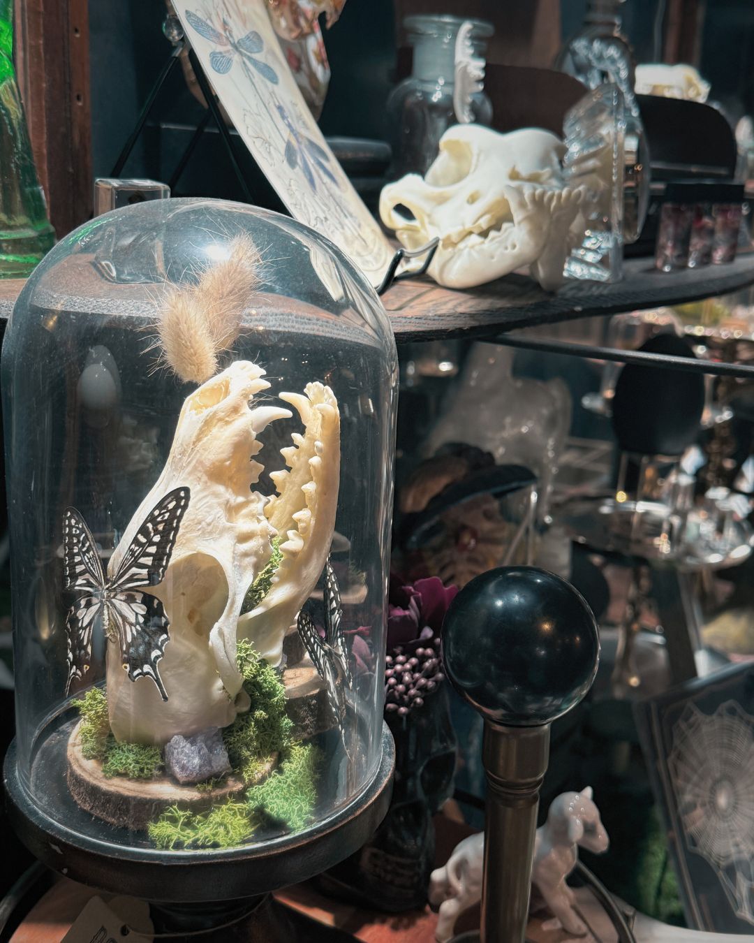 What is your favorite style of curiosity?
#skull #art #crystal #oddities #witchy