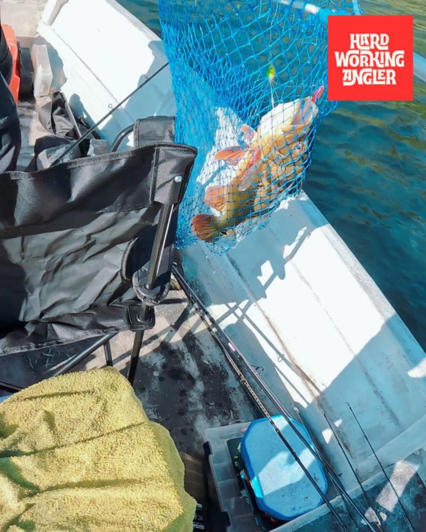 Lunker peacock bass on the alabama rig. Make sure you have several alabama rigs in your tackle box when you are joining us in our fishing trips. Contact us for enquiries on our fresh water fishing trip in Malaysia. #peacockbassfishingguidemalaysia #hardworkingangler #fishing #visitmalaysia #peacockbass