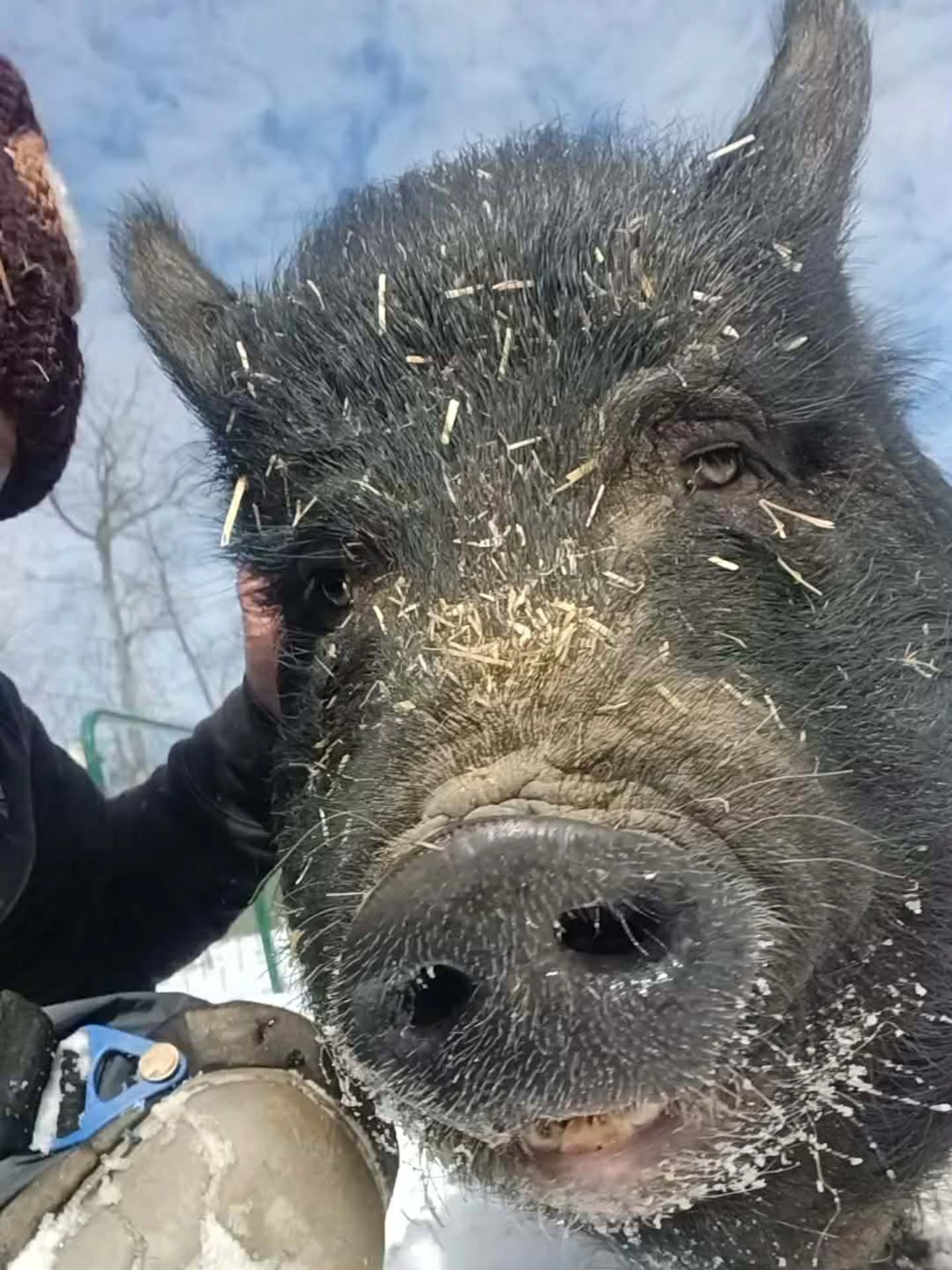 Our streak of near-zero-degree weather has finally broken and our piggies couldn't be happier. Daisy says, "F*cking finally."
#isitspringyet #pigsofinstagram #piggy #minipig #piggie