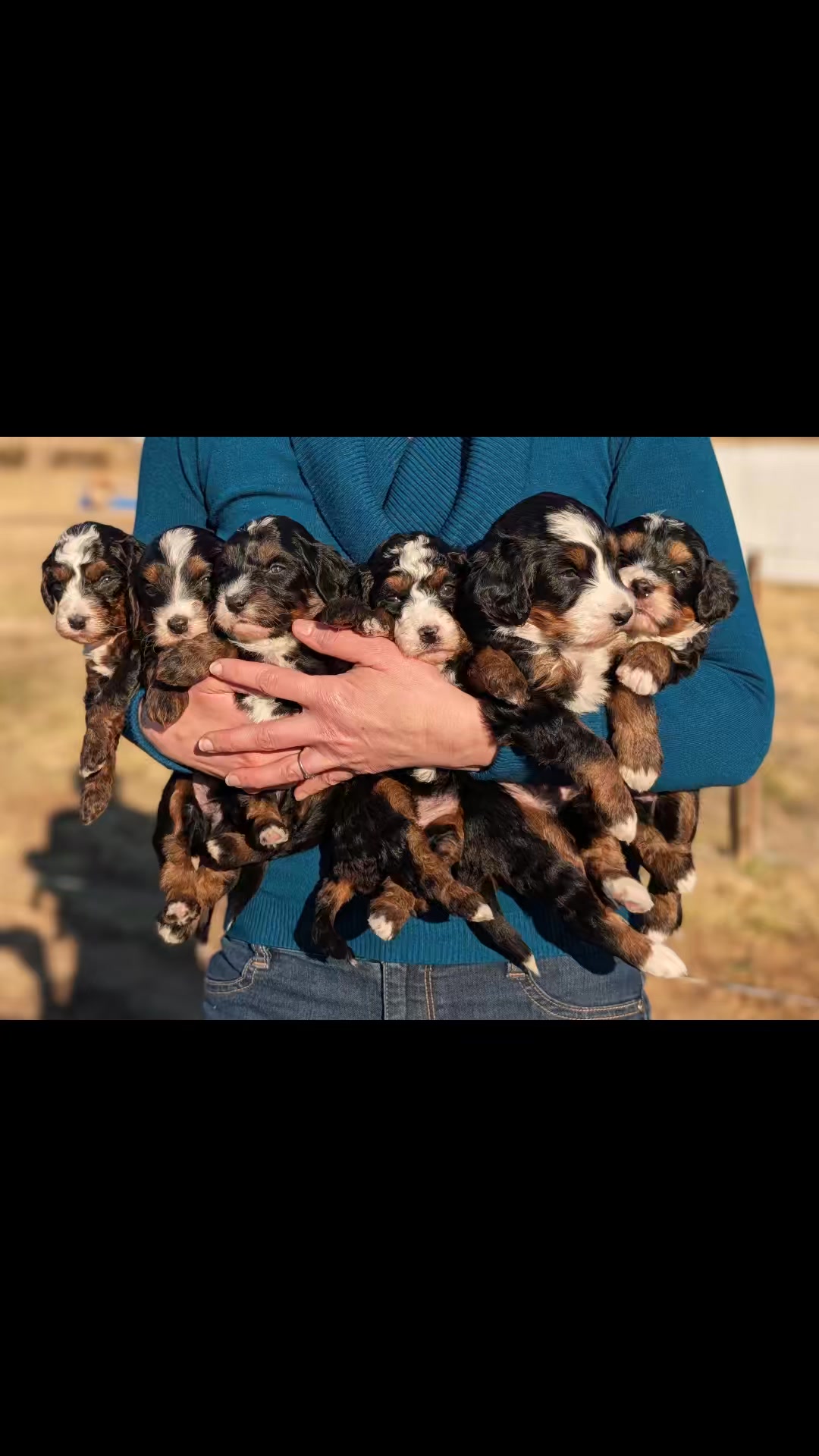 Who doesn't love a lapful of adorable mini Bernedoodle puppies?! 😍
#doodle #bernedoodle #bernedoodles #doodles #puppylove #bernedoodlesofinsta #puppy #bernedoodlesofinstagram #puppylife