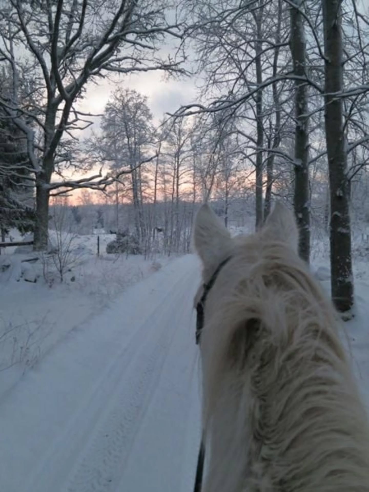 ❄️Dagridläger för barn på sportlovet
17 februari, kl 09.00-15.00
18 februari kl 09.00-15.00
Detta läger riktar sig till barn och ungdom som ridit minst 1 termin på ridskola, eller har motsvarande kunskap, och som minst kan rida och kontrollera din häst utan ledare i skritt och trav på ridbanan men som kanske behöver ledare på uteritt.
Lägret är också lämpligt för elever som ridit i många år i alla gångarter, vi har möjlighet att dela upp ryttarna i mindre grupper om det är olika nivåer på ryttarna.
Under dagen ägnar vi oss åt grupplektion på ridbanan, hästpyssel, en härlig uteritt, stallskötsel, teori och mycket annat kul.
🍽Egen matsäck och mellis medtages, kylskåp och micro finns. Vi bjuder på frukt och saft.
Har man ingen skjuts hem direkt vid 15 går det bra att hänga kvar hos oss och vänta tills föräldern slutat jobbet. Likaså går det bra att bli lämnad tidigare på morgonen om det behövs.
💰 Pris: 650kr/dag
Varmt välkommen till en härligt, hästig dag hoss oss på Ängvaktartorp!
❄️🐴🌞