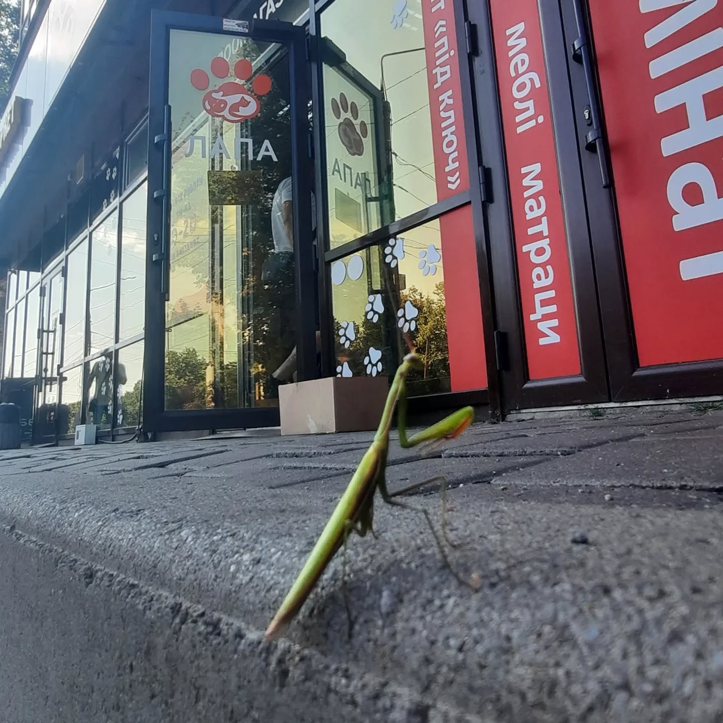 Завітав до нас не просто богомол, а богомол "правильного" патріархата...