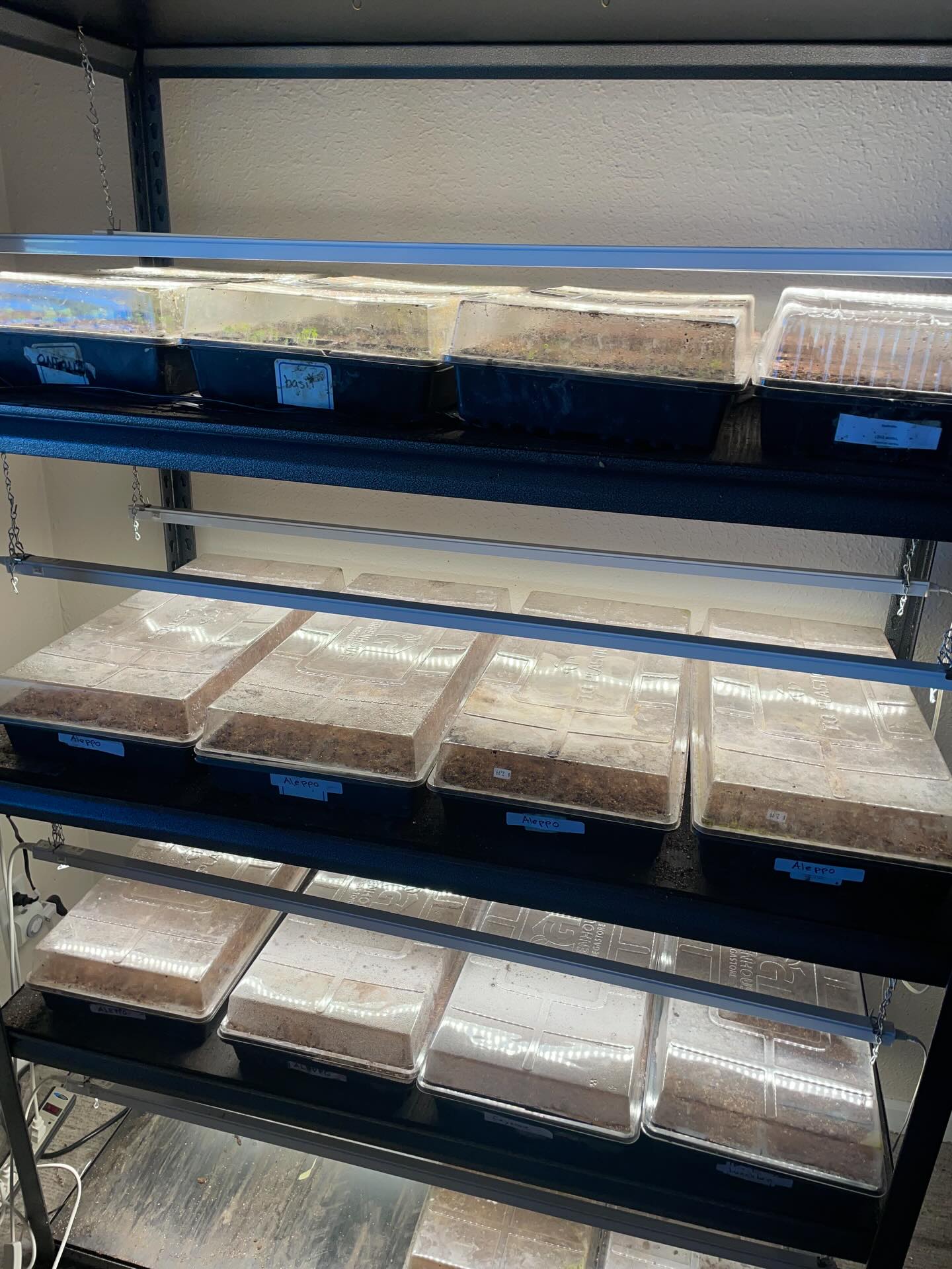 The seed germination begin! We have already started for the season and this year I got help with germination. I think germination and growing strong transplants is what I struggle most with. A few of the plants I grow, I always struggle to germinate. When it comes to properly acclimating all my plants before they go outside, I don’t do a great job at that. I reached out to Tyler Bortz at Colorado State University Extension and he was able to give me a lot of great suggestions on specific seeds I struggle to germinate and what they may need. Already seeing something going better!