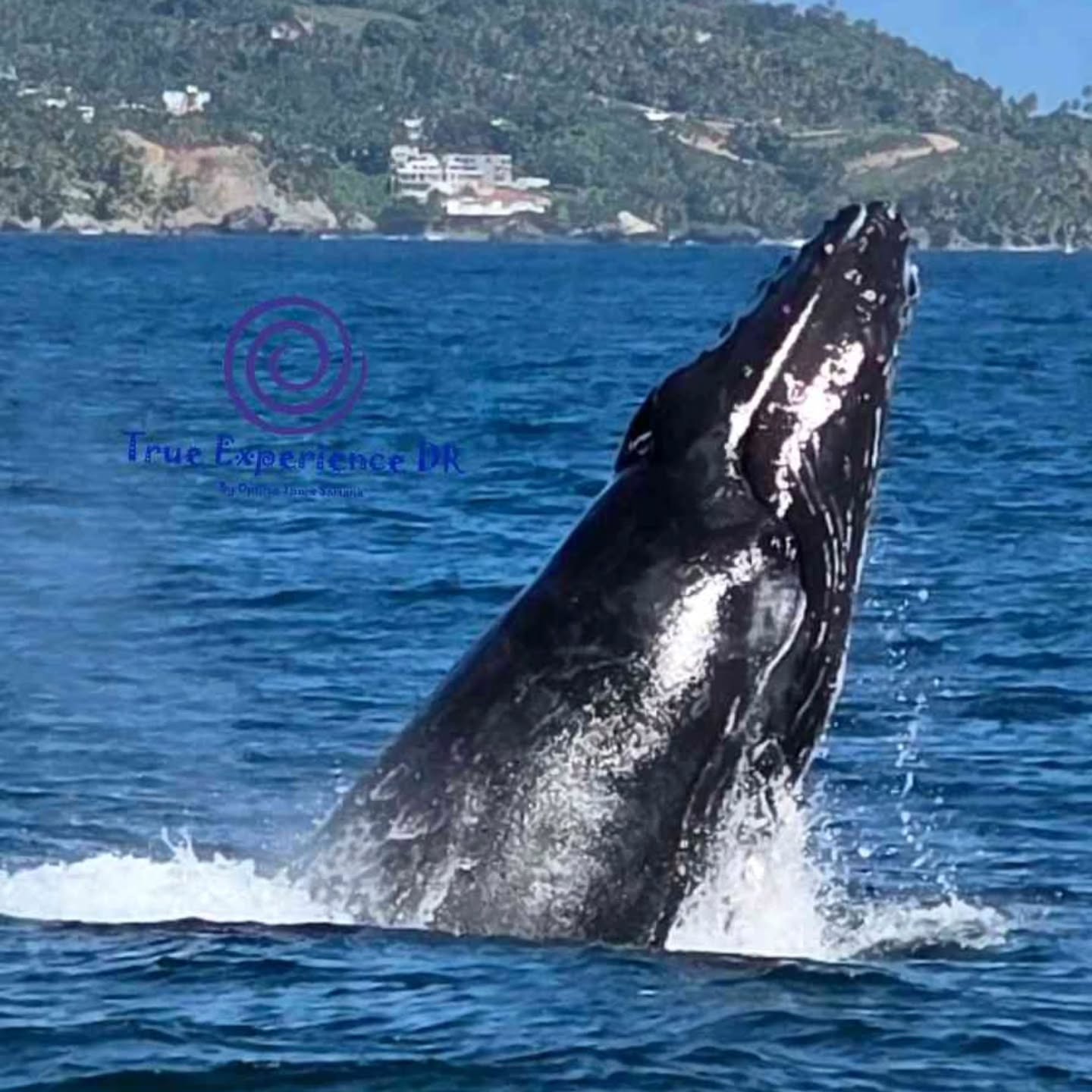 Yesterday the Whale has given the best show so far. 30 minutes of emotions and highlights. Enjoy your whale observation with us.
#ballenasSamana #whalesamana #samana #whalewatching #dominicanrepublic
