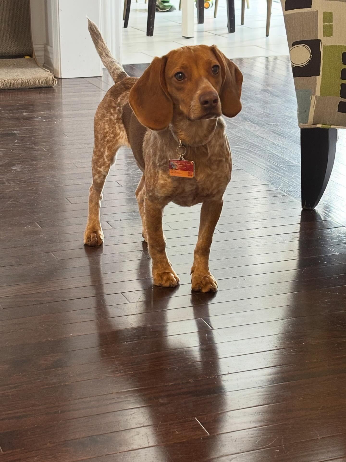 Look who’s baaaackk. Iiiiiiiittssss LUUUCKYYYYYY. Lucky is back and going to be celebrating family day long weekend with us.
#dogboarding #lifeofadogtrainer #dogtraining #puppylove #hound