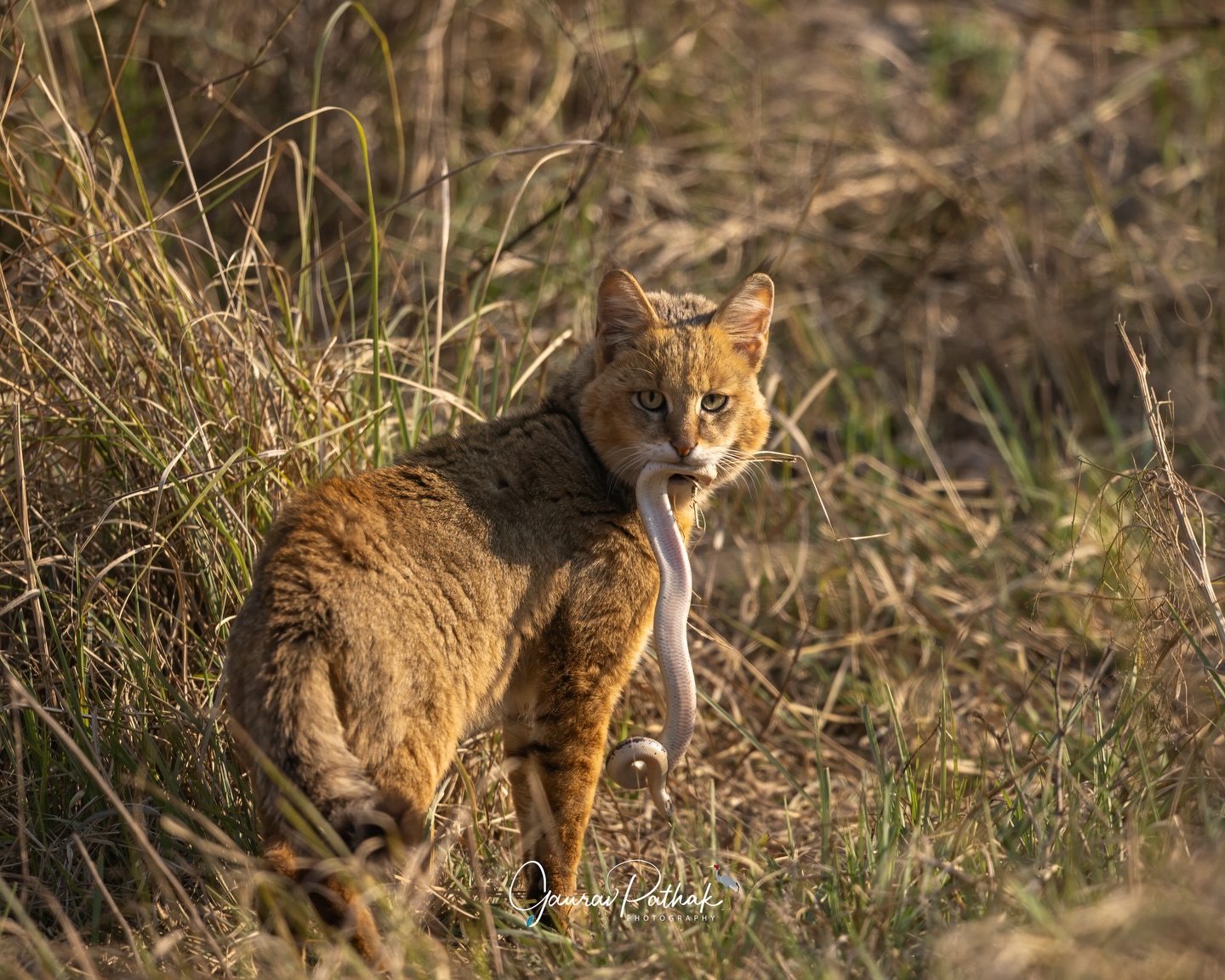 Jungle Cat (Felis chaus) – The first frame tells the story in raw detail: a Common Sand Boa hanging from its jaws, the hunt already decided. The second is quieter but no less intense - a direct look into the lens, steady and unapologetic.
Often mistaken for a large domestic cat, the jungle cat is anything but ordinary. Adaptable, patient, and surprisingly bold, it thrives in grasslands and scrub where few notice it moving through the edges. Predator and presence, instinct and eye contact, all within a few heartbeats.
.
Location - Sultanpur National Park
Shot on Canon R5
Canon RF600mm F4 L IS USM
ISO 200
f/4
1/2000s
.
#JungleCat
#WildEncounters
#PredatorMoment
#GrasslandLife
#canonasia