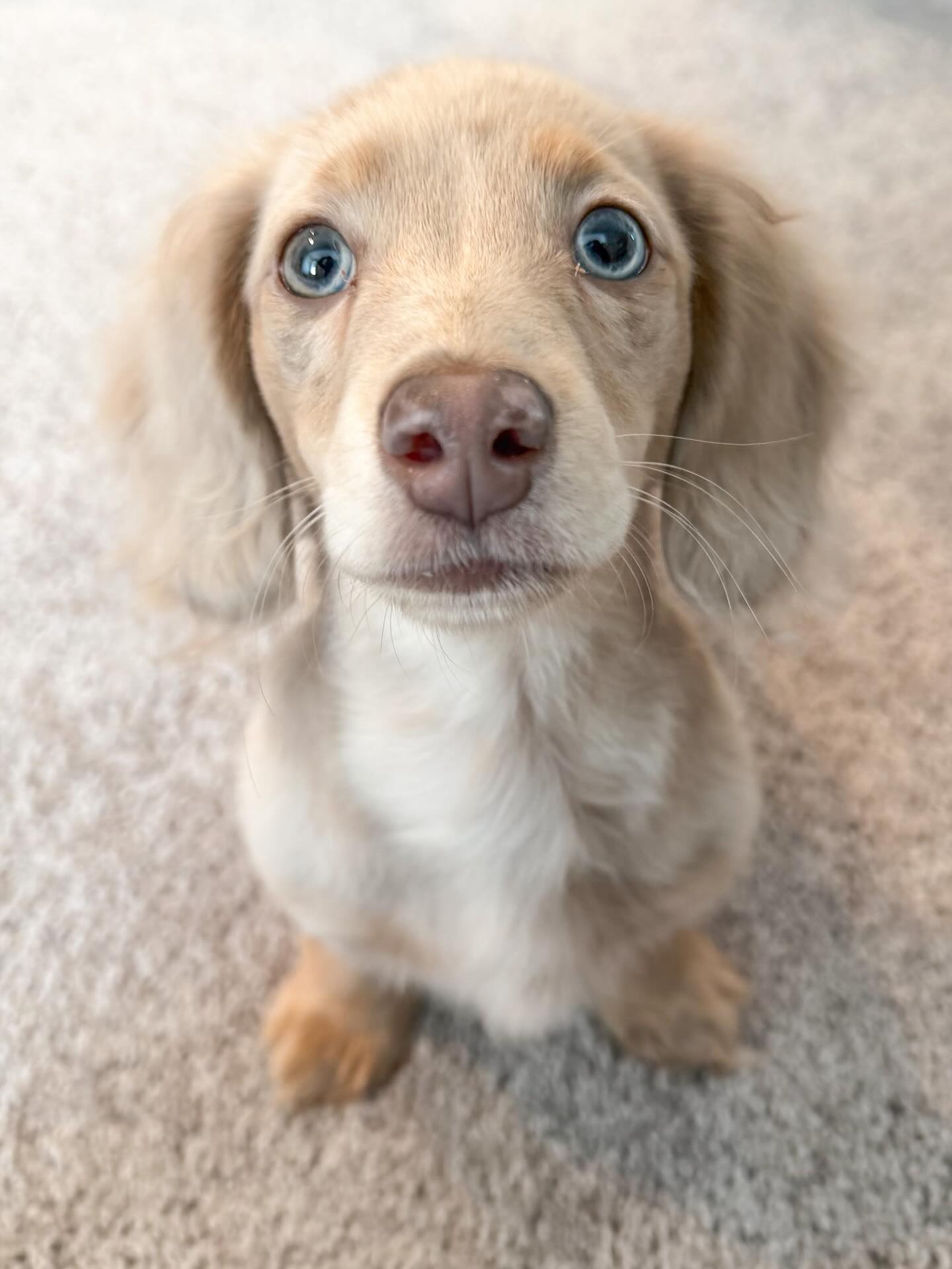 Just a very sweet dachshund…
…learning that visitors, touch, and resources can all feel safe and predictable 💕
Confidence, in the making 🐾