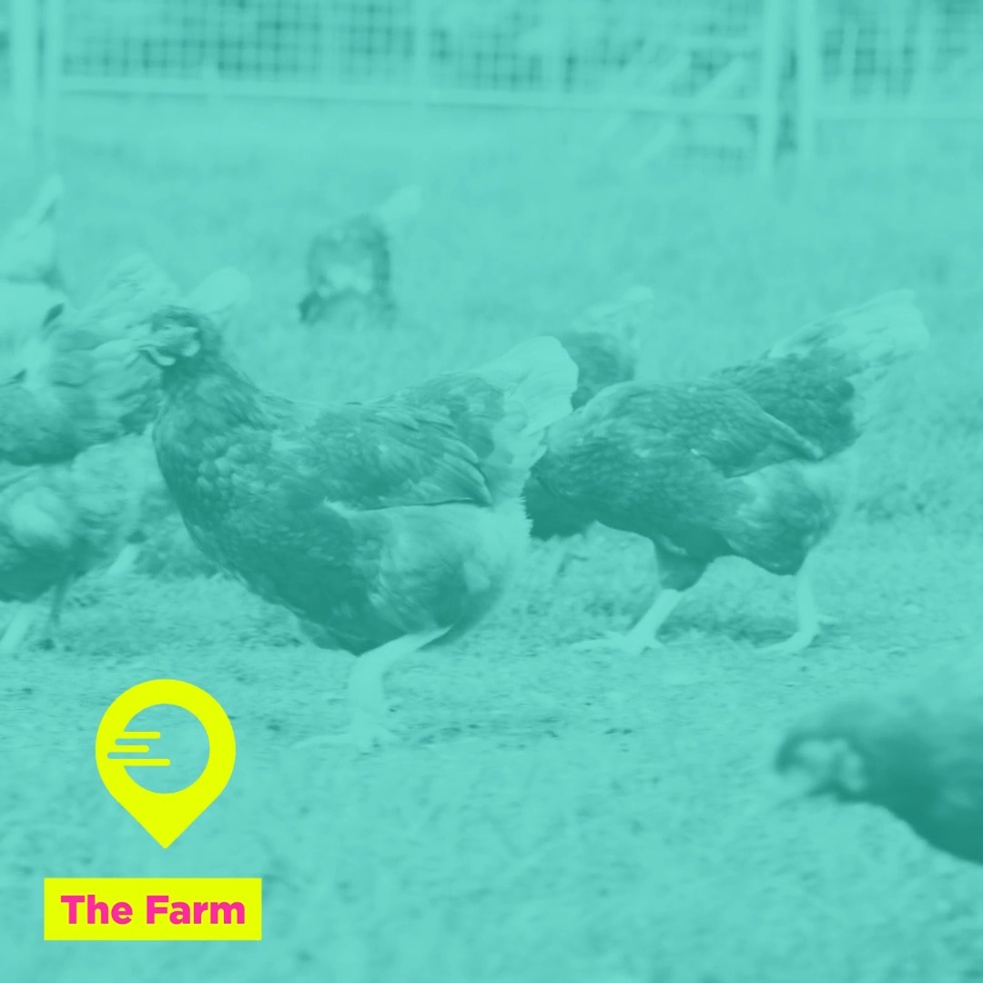 Eat Local
Shop Small
Taste the Difference
The FARM