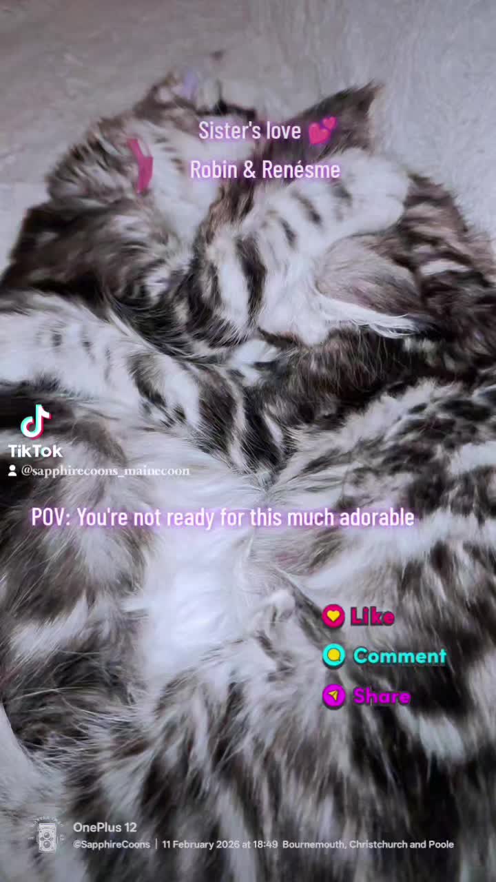 #gccf #showkittens #adorablekitten #mainecoonkitten #sapphirecoon #showkitten #mainecoonbreeder #sapphirecoonscattery #mainecoon #cutekitten #sapphirecoons