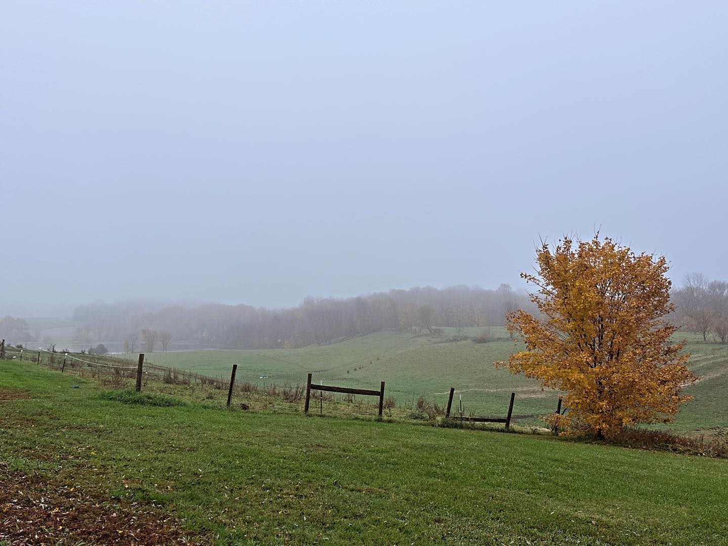 Fall fog on the farm. And one tree that survived the storm who celebrates the season.