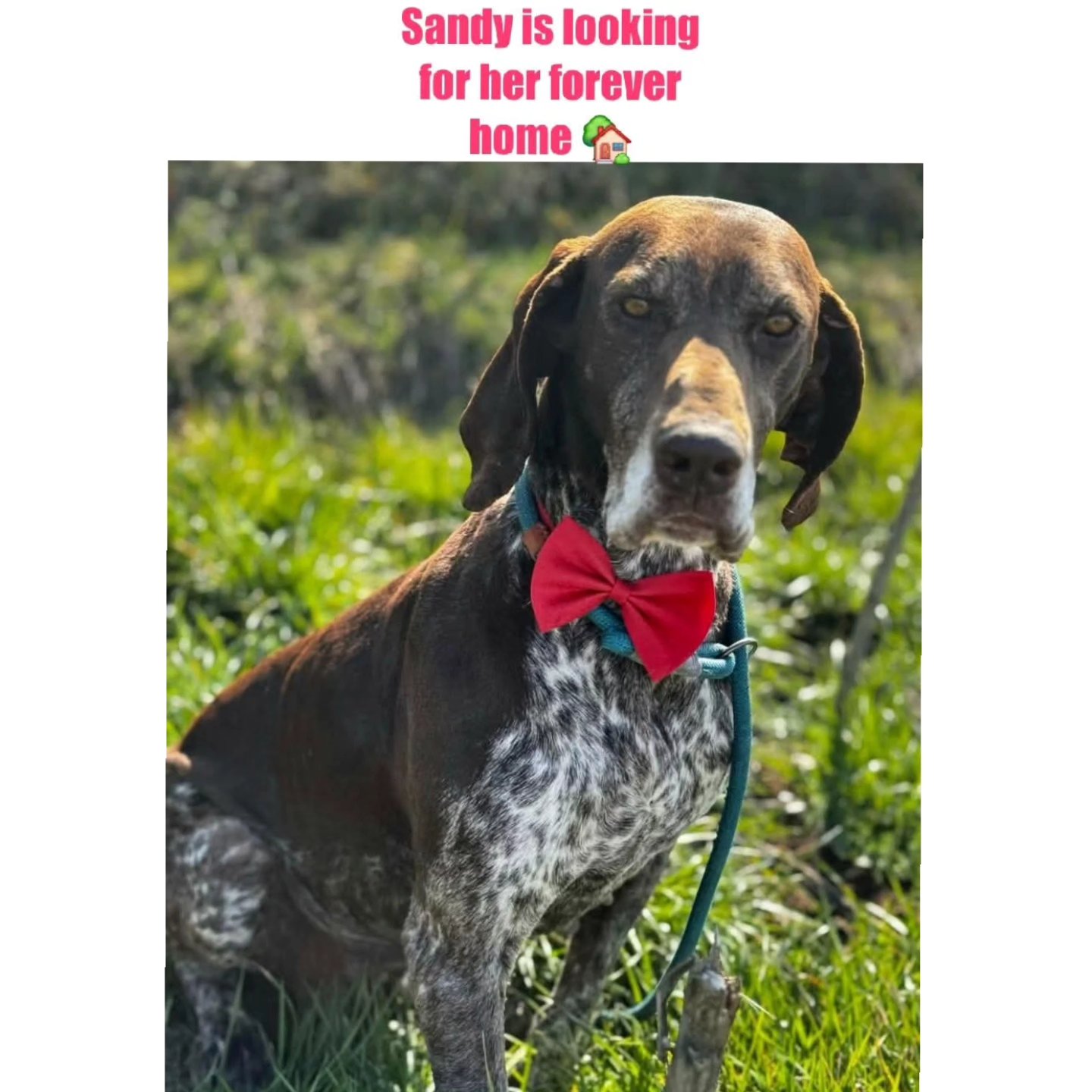 We want to thank you for your contribution
🐾❤️Titia Bosschaart
€70,00
🐾❤️Marinda Van Den Heever
€25,73
🐾❤️P.E. Beerrmann de Mann
€25,00
🐾❤️E.M.P van Aarle
€20,00
🐾❤️J.J. Pieterse
€10,00
🐾❤️S. Schavemaker
€30,00
🐾❤️R. Neuburger
€15,00
🐾❤️Nelly Mahu
€25,00
🐾❤️Noortje Noordermeer
€25,00
🐾❤️M.Y. Schuitemaker
€60,00
We appreciate your wholehearted support💝
Contact via email: gsprescuehr@gmail.com
Website: https://www.gsprescuehr.com/nl/contact.
#dontshopadopt#gspoftheday #gspcommunity#germanshorthairedpointerlovers #germanshorthairedpointerlovers #pointerlovers #gspcommunity #pointerlove #germanshorthairedpointer #birddog #pointersofinstagram #gsprescue #gspworld #gsp #gsplife #gsploverig #gsplovers #gspsofinstagram #gspuniverse @lydia_lidach #rescuedog #rescuedogsofinstagram #rescuedismyfavoritebreed#deutschkurzhaar